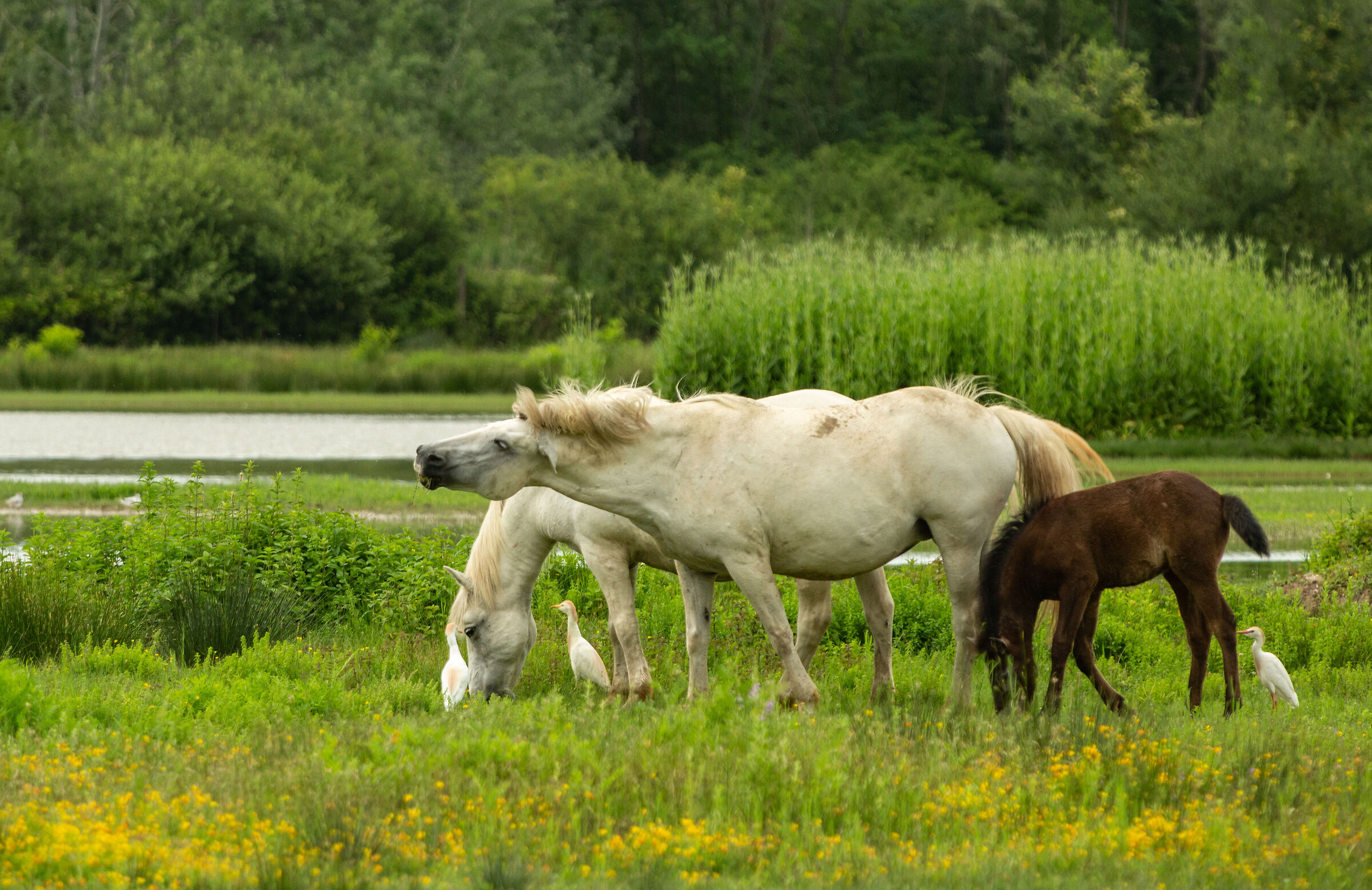 Cavalli Camargue al pascolo.
