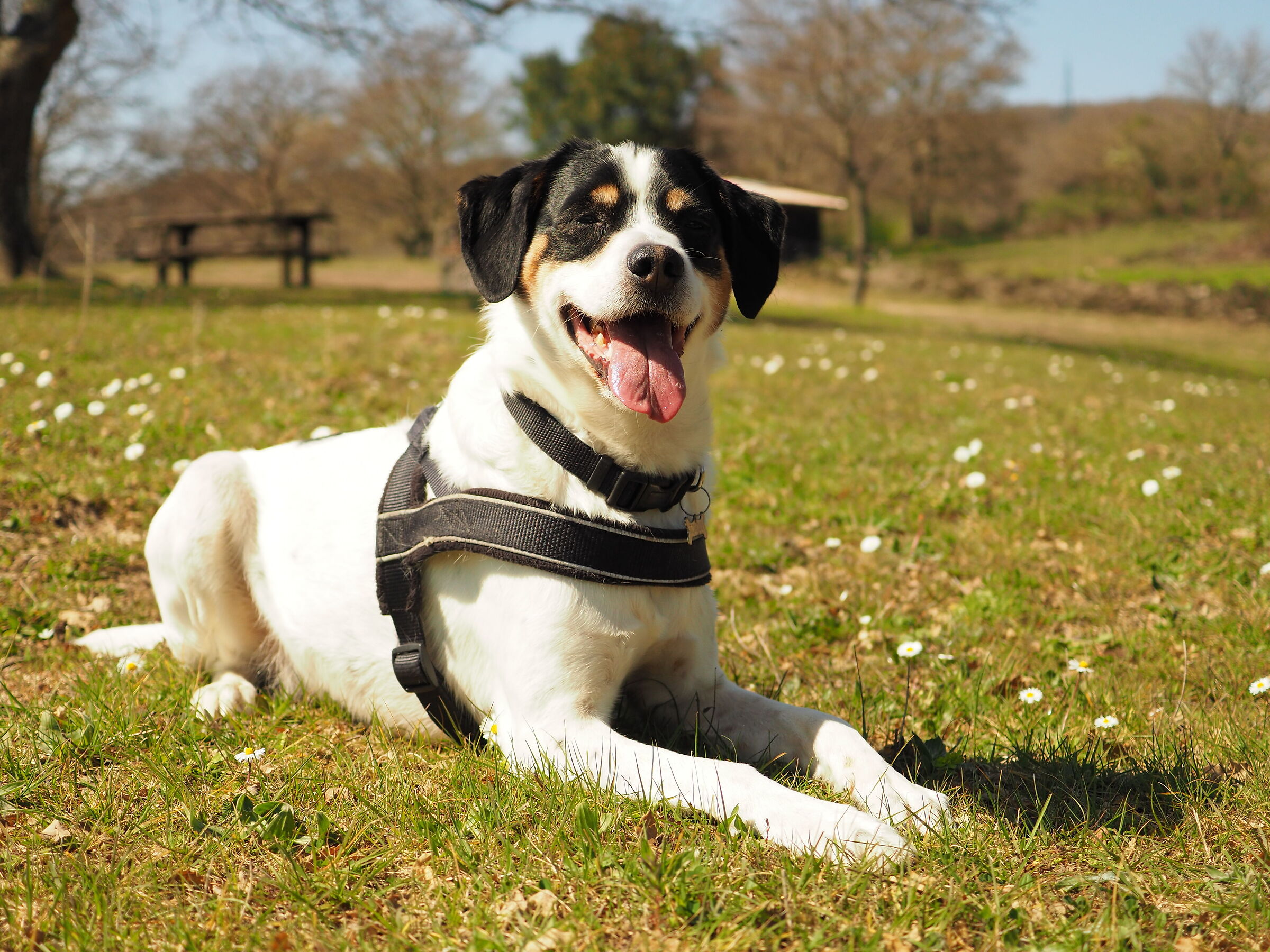 Tommy che festeggia la Primavera...