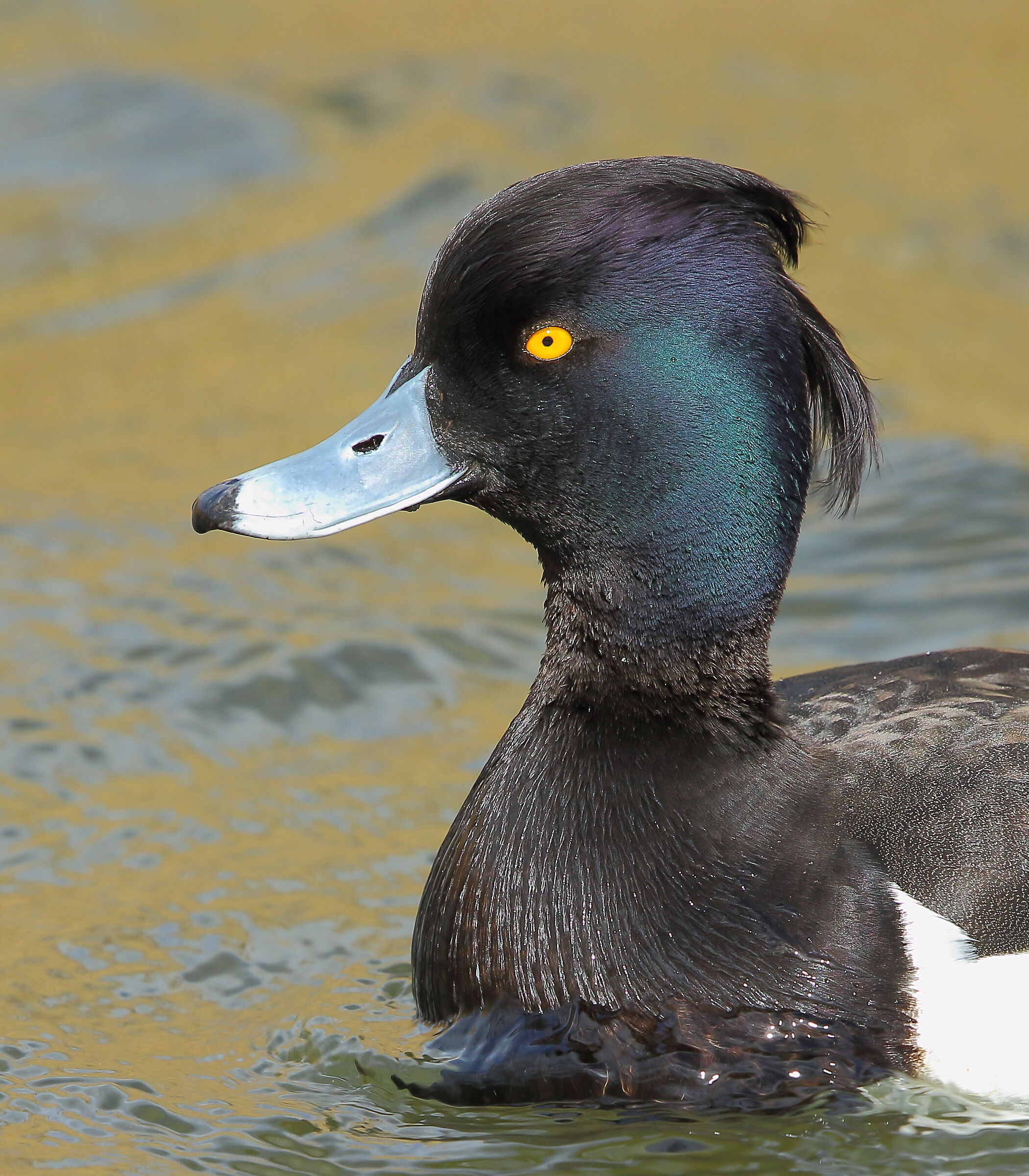 proud of their own beauty