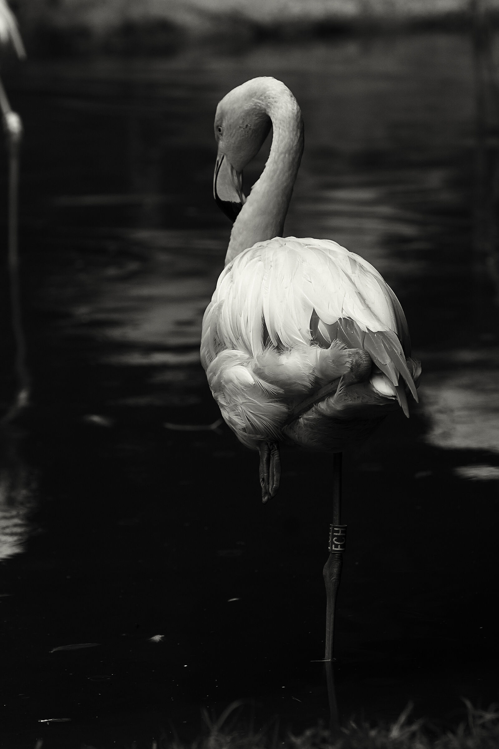 fenicottero rosa presso parco natura viva