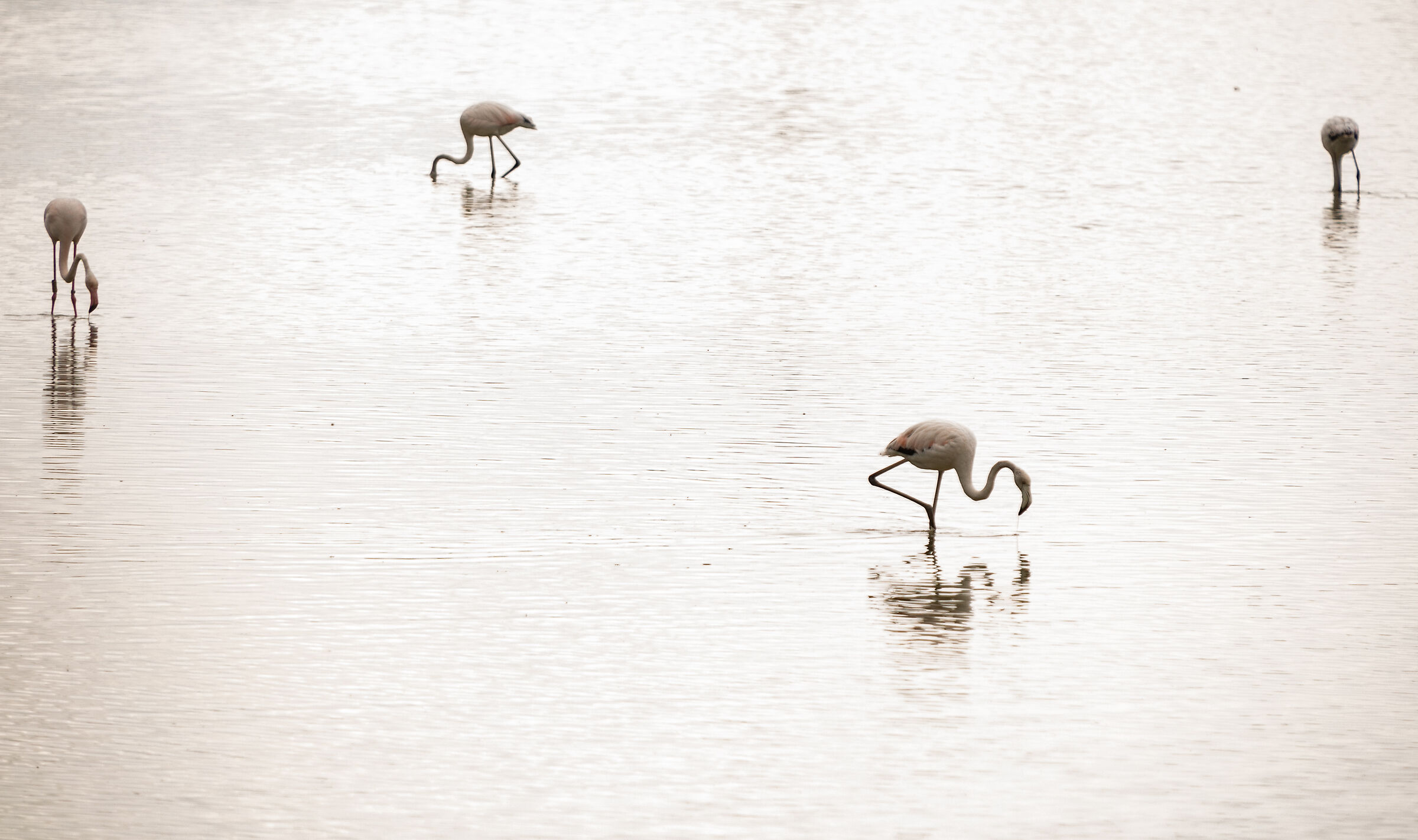 Fenicotteri all'Isola della Cona, Foce dell'isonzo.