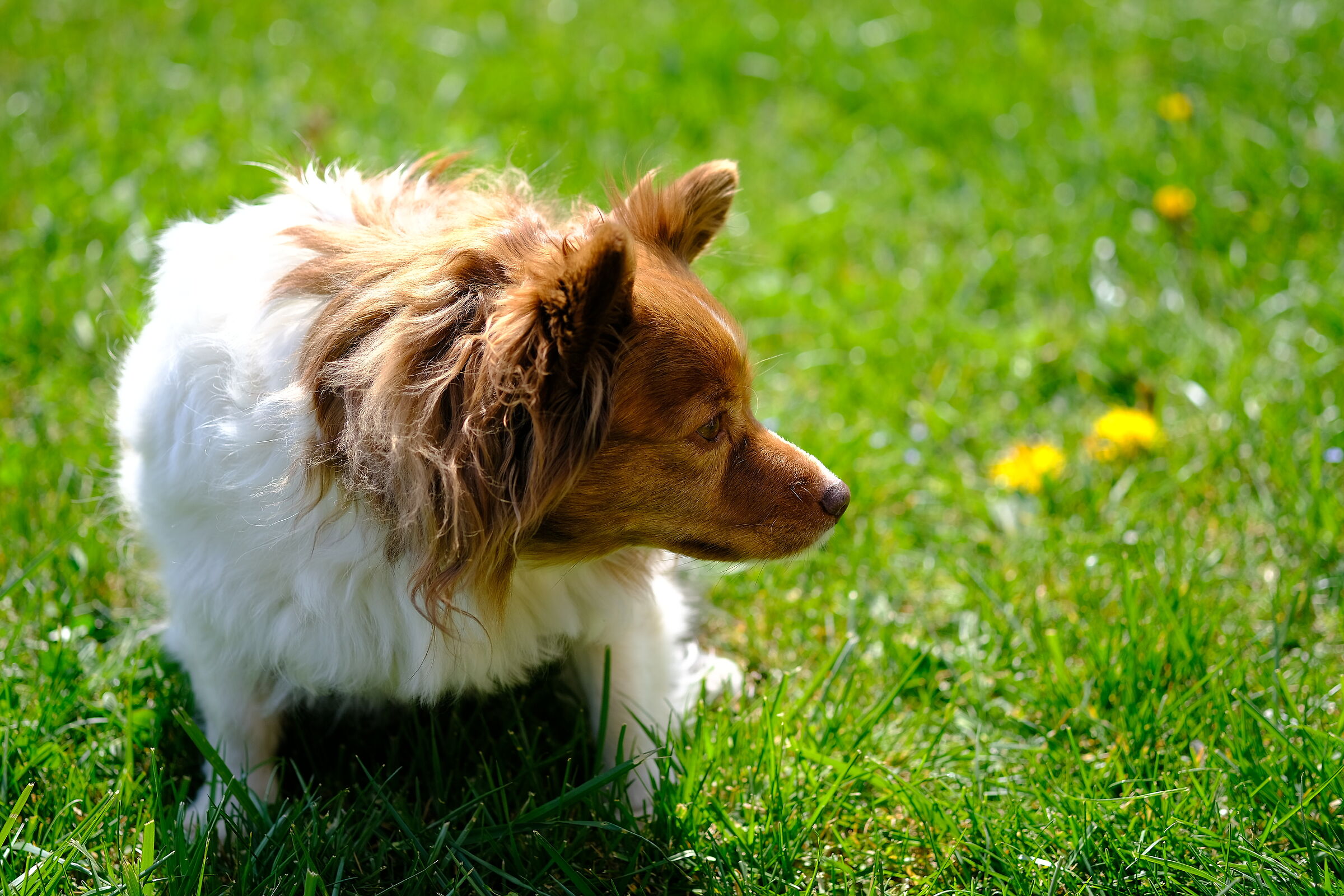 La mia cagnetta spettinata...