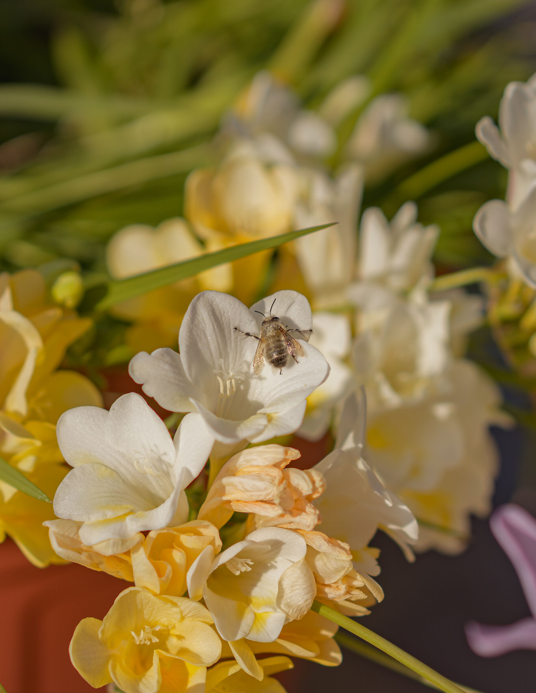 E alla fine arrivò la primavera