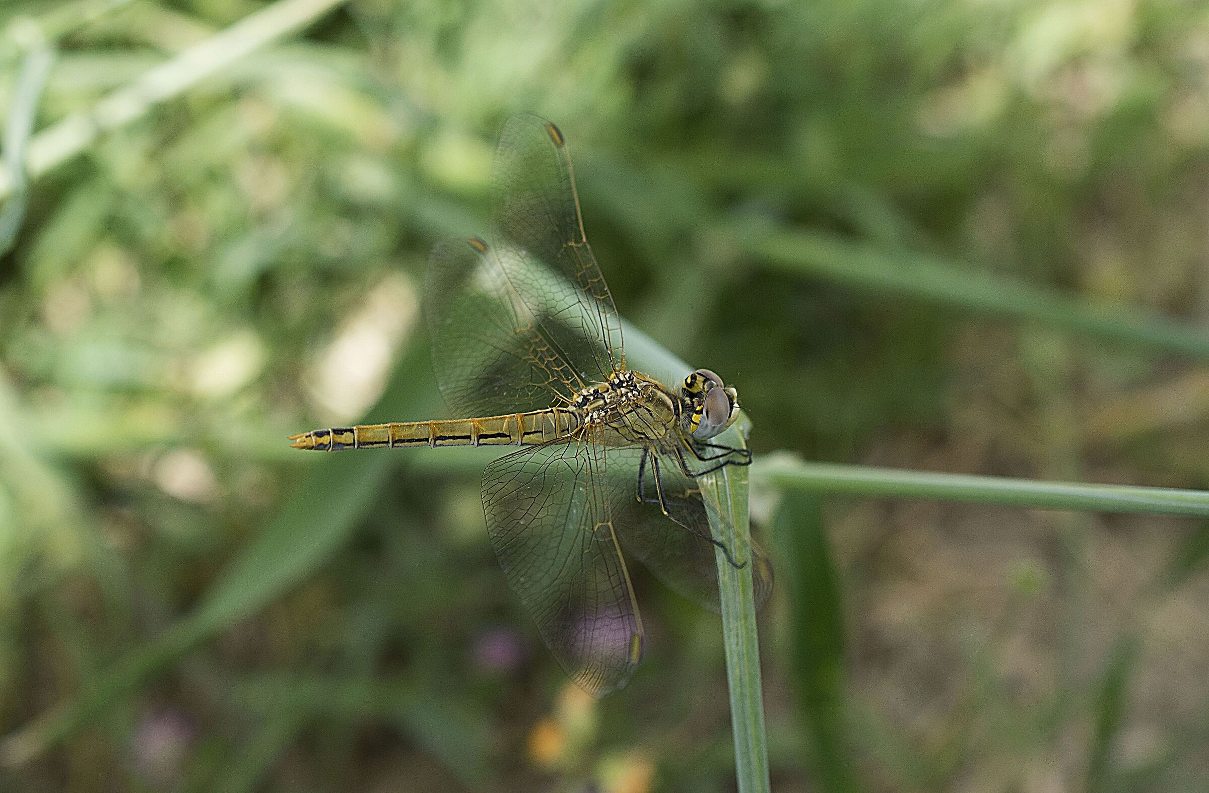 I'm going to fish back....