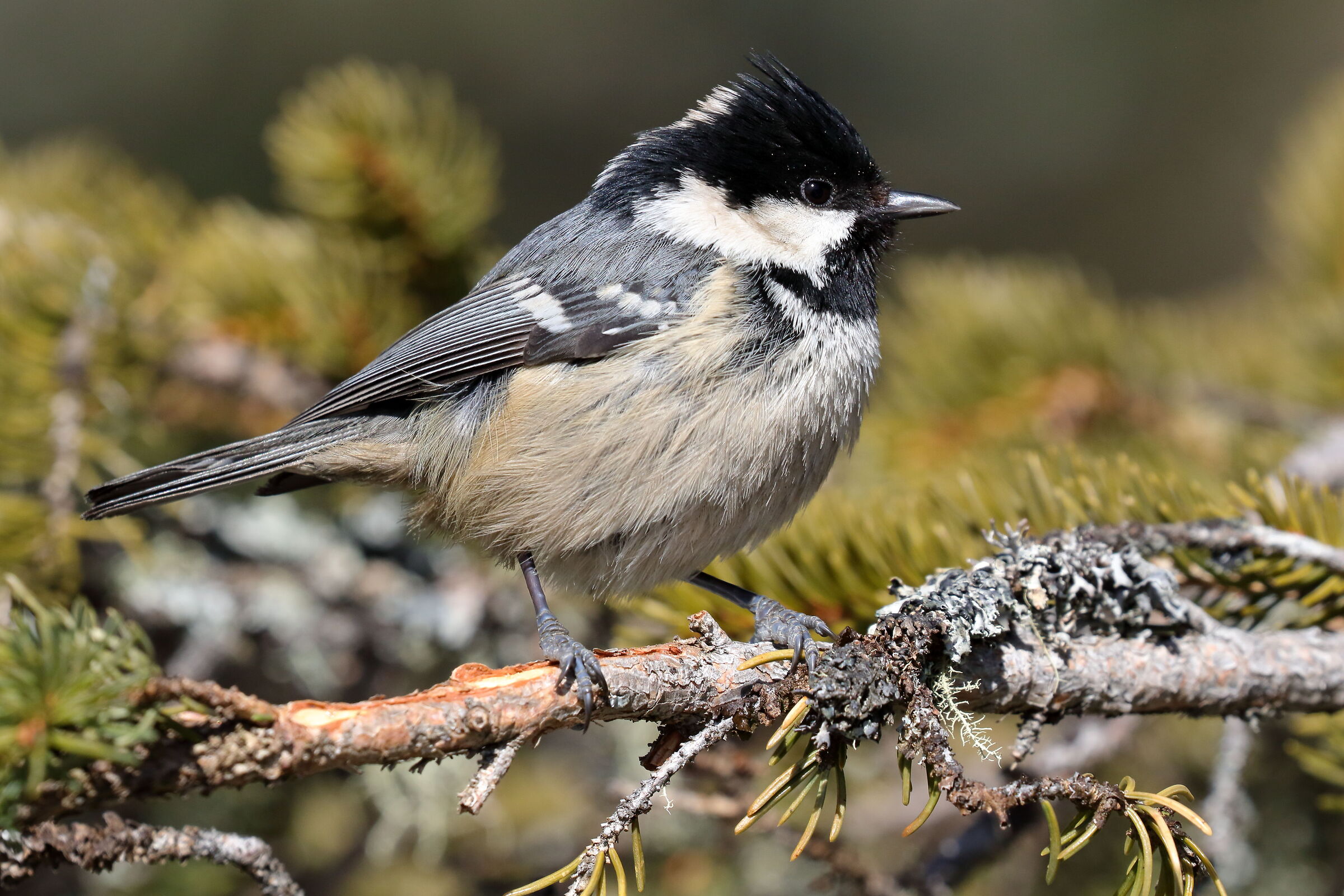 La Cincia mora (Periparus ater)