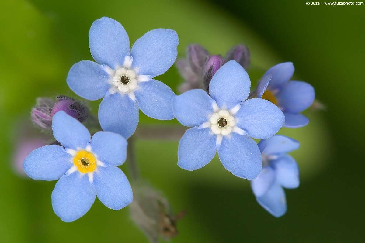 Myosotis sylvatica, 001611