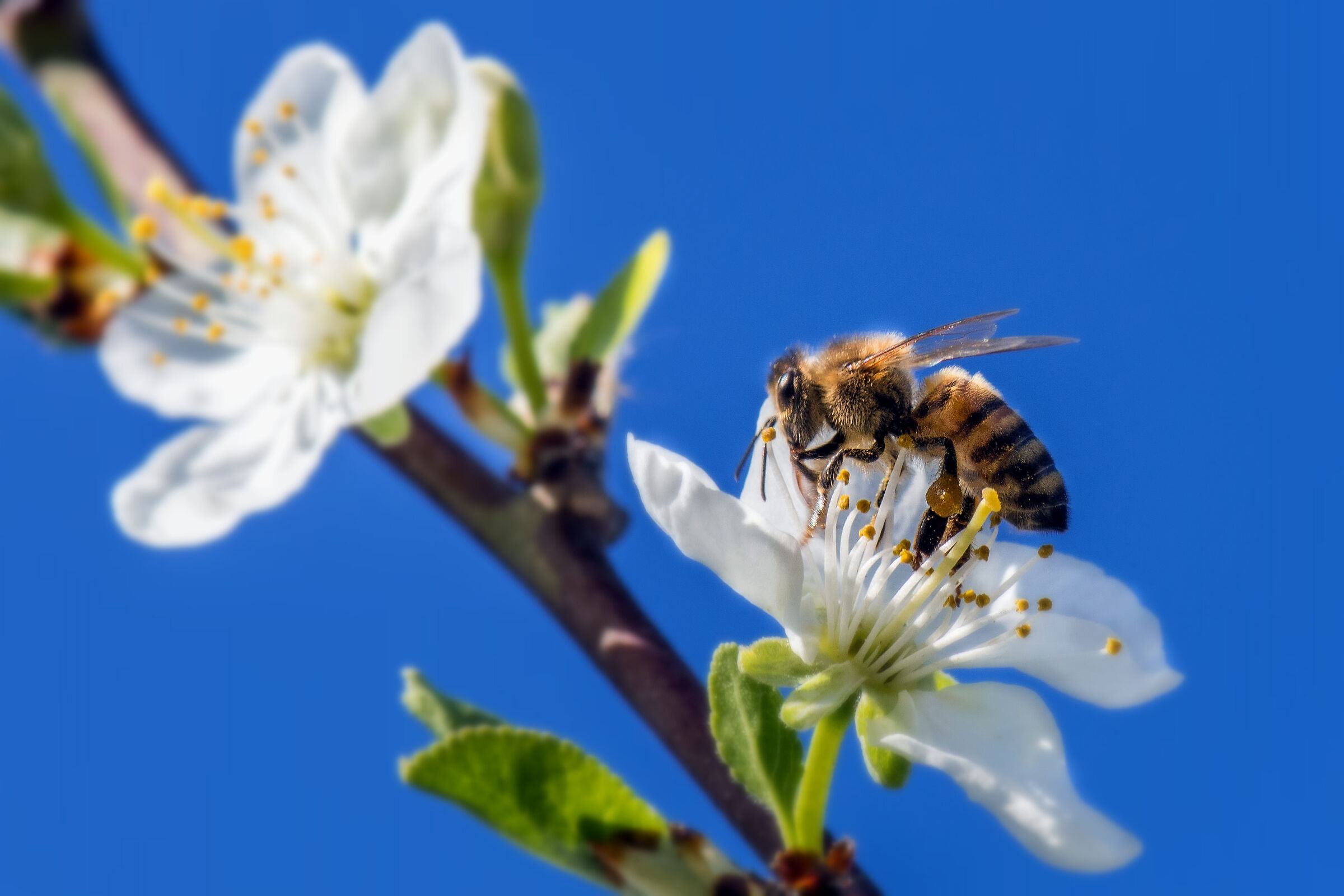 Finalmente è Primavera!