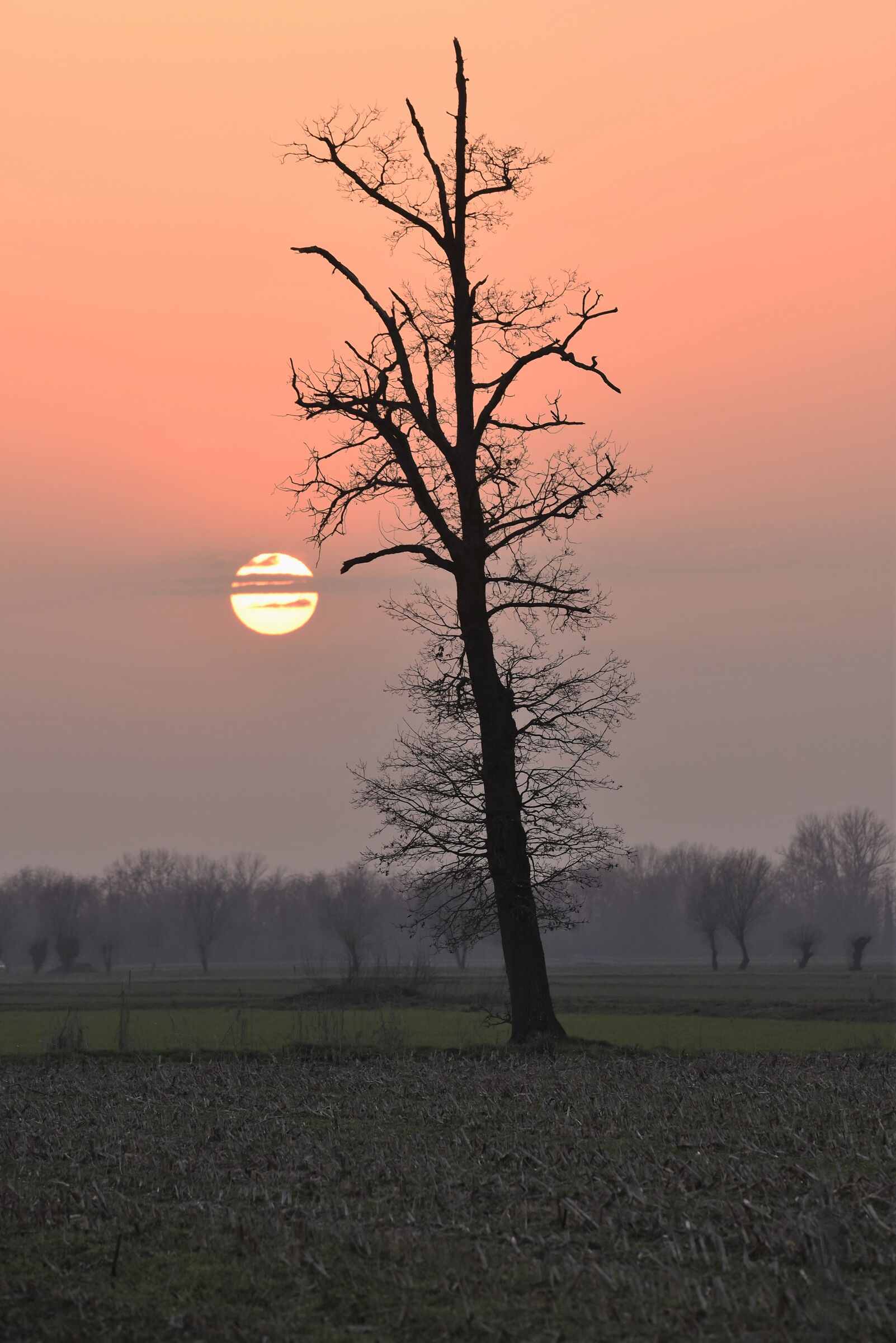 l'albero che ne ha visti tanti