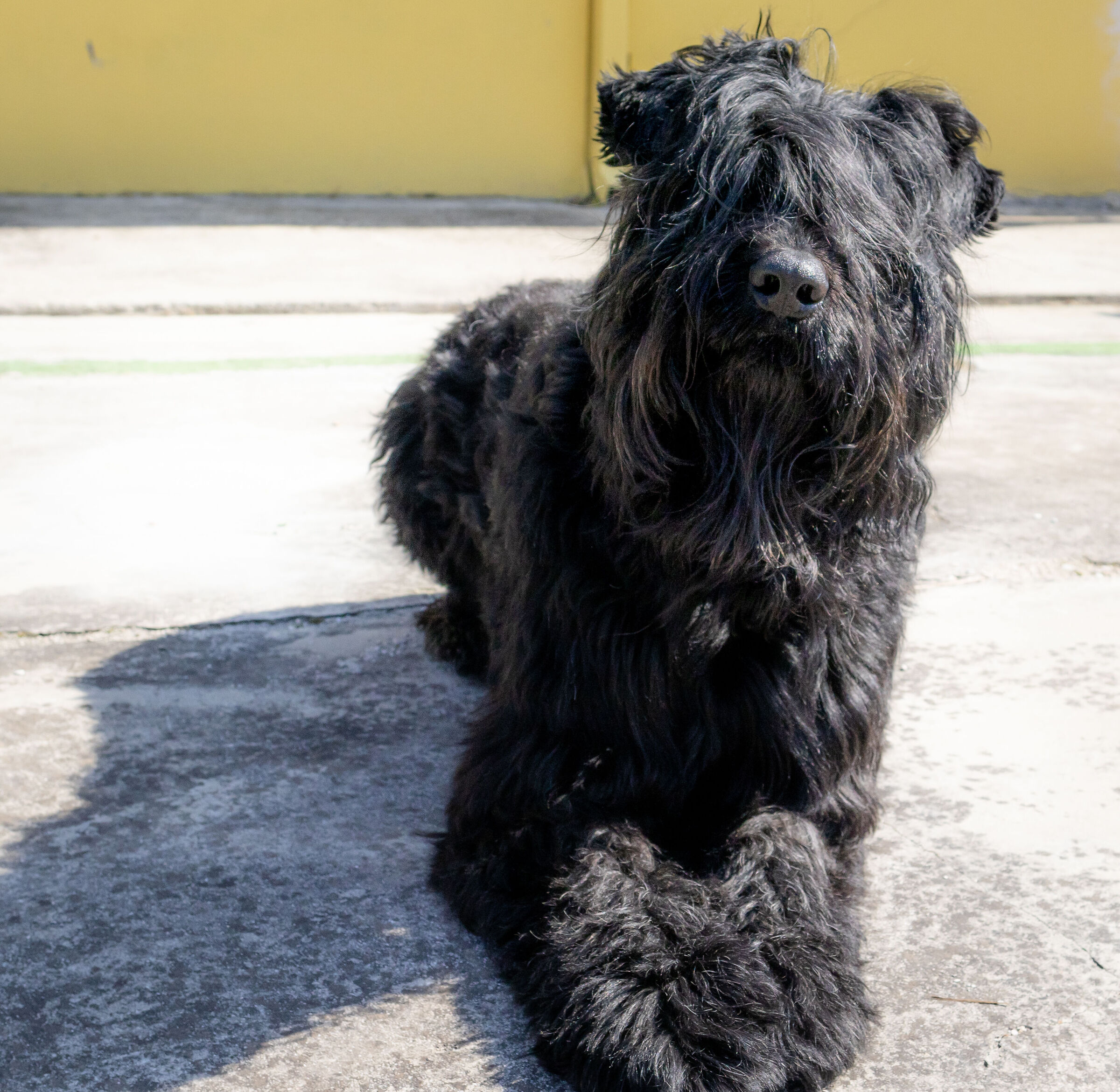Hulk, Black Russian Terrier