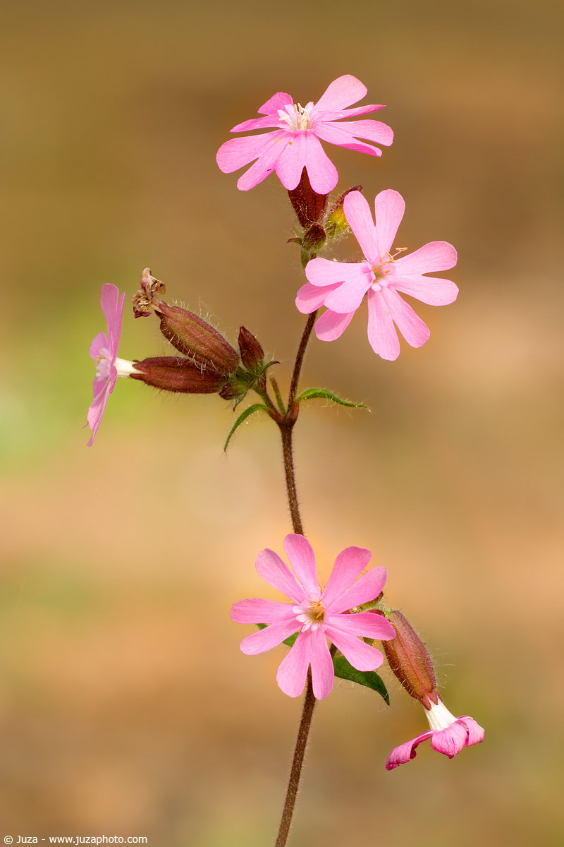 Silene dioica, 001731