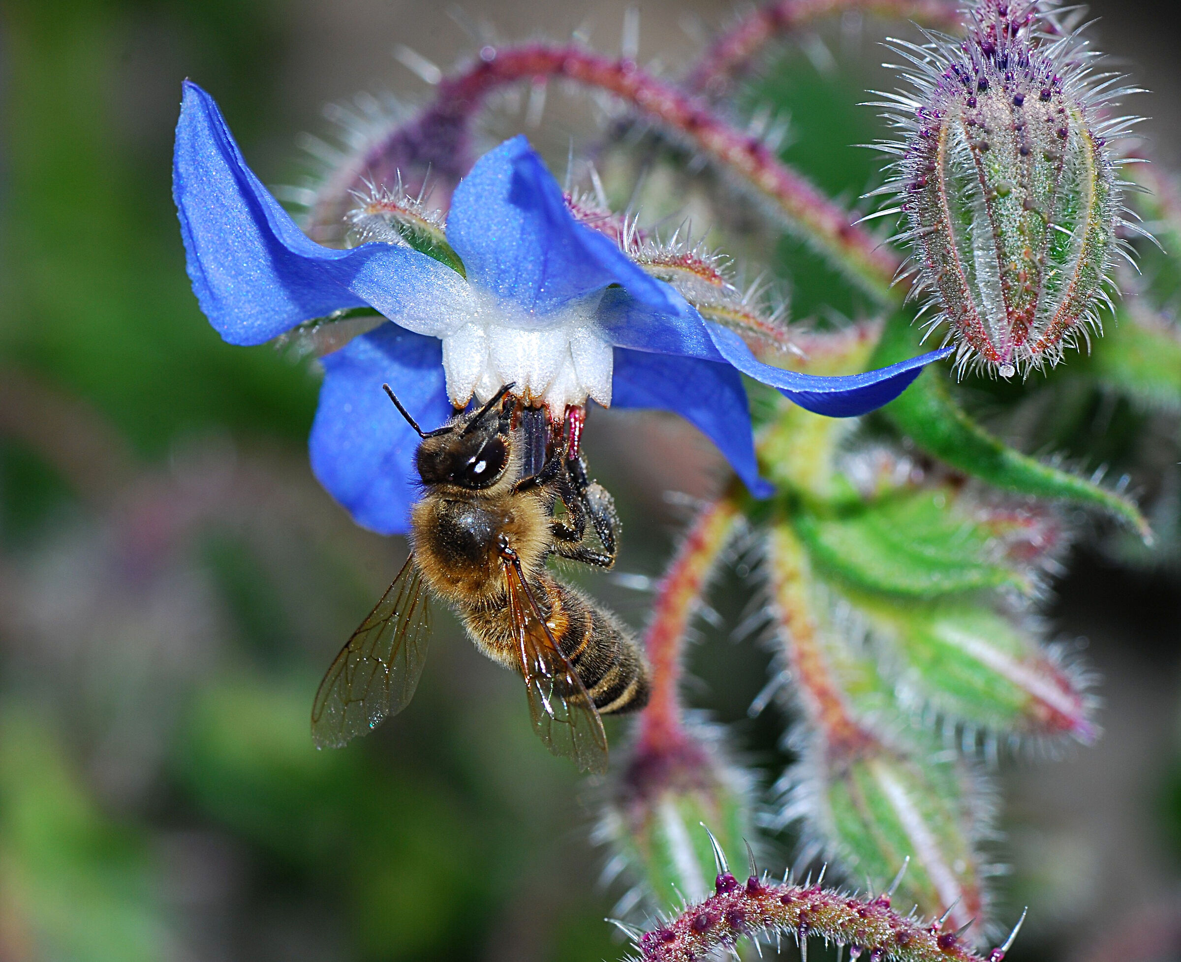 Colazione tra le piante carnivore