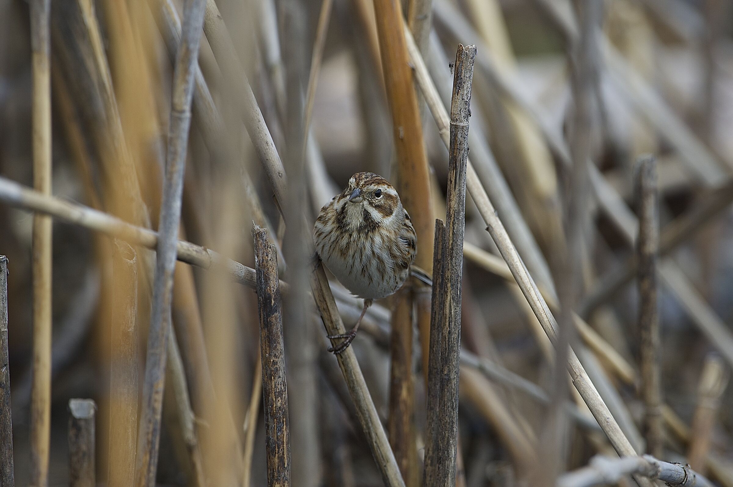 migliarino di palude
