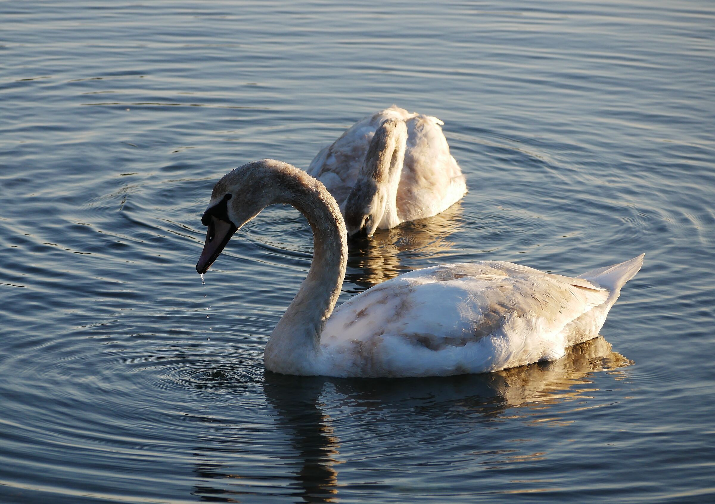 Cigni al tramonto