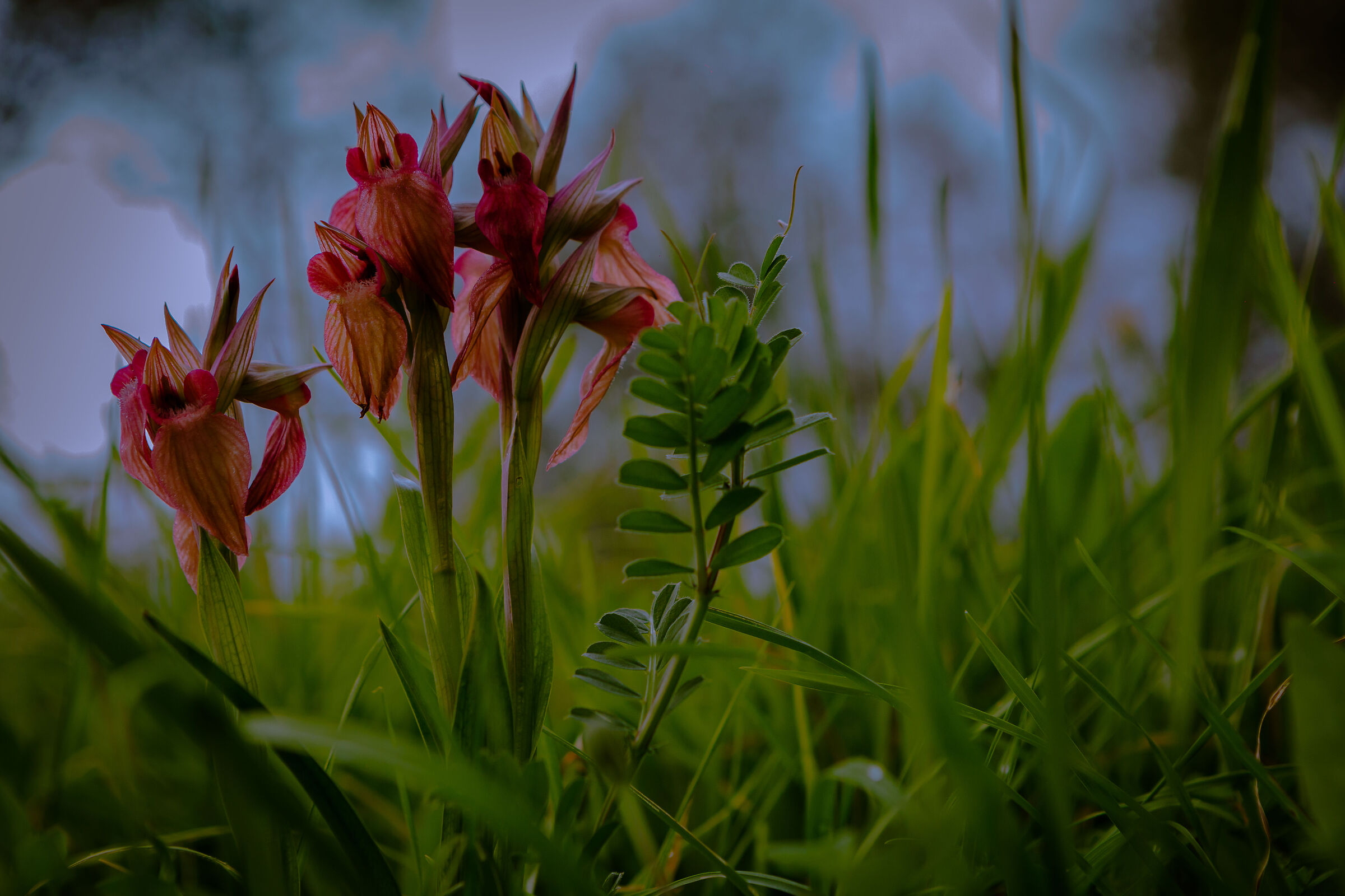 Wild Orchid
