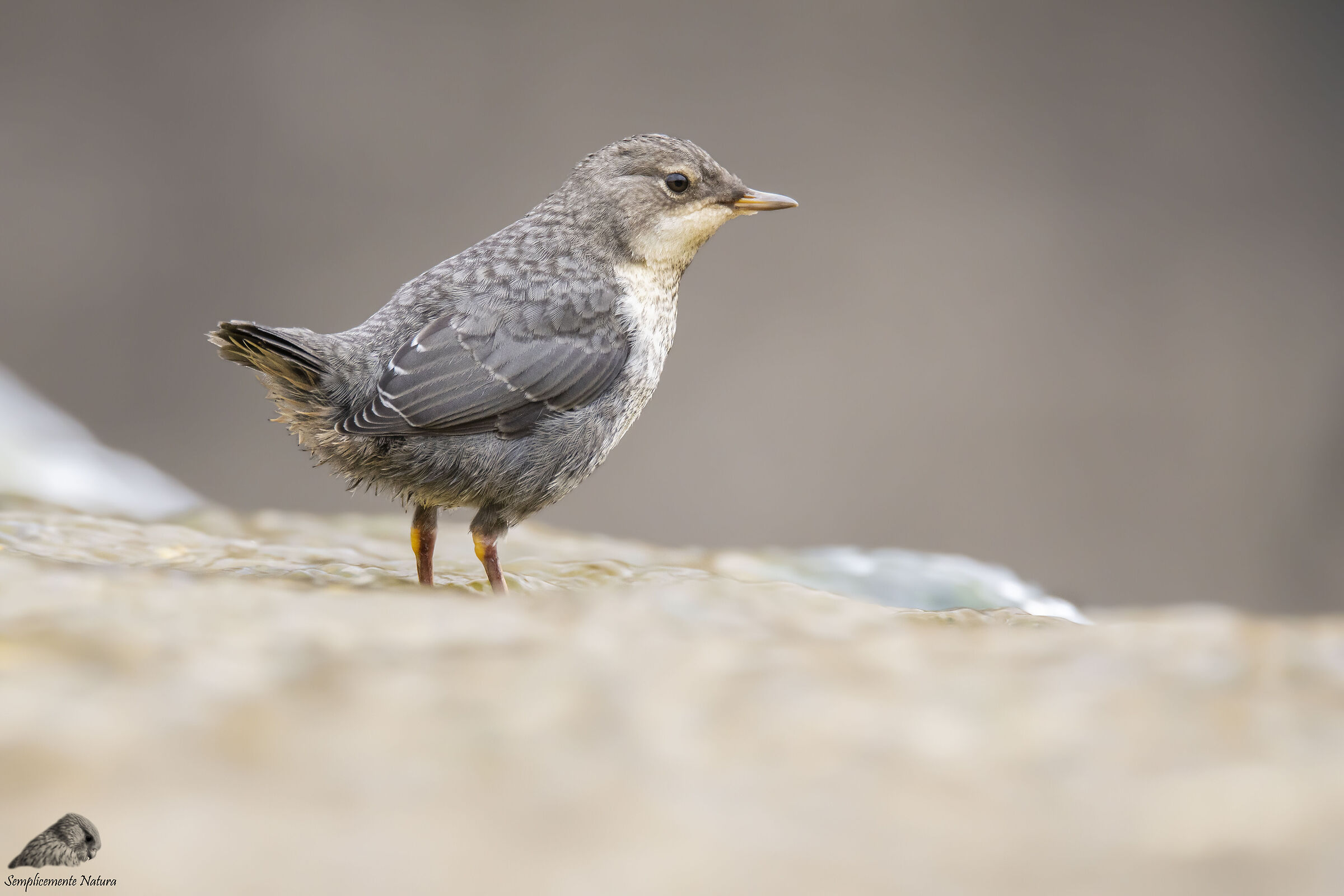 Young Acquaiolo Merlo (Cinclus cinclus)
