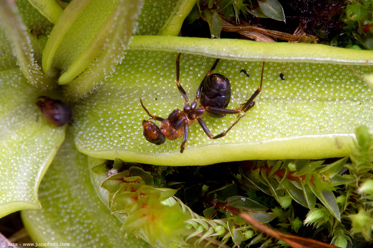Pinguicola leptoceras, 001648
