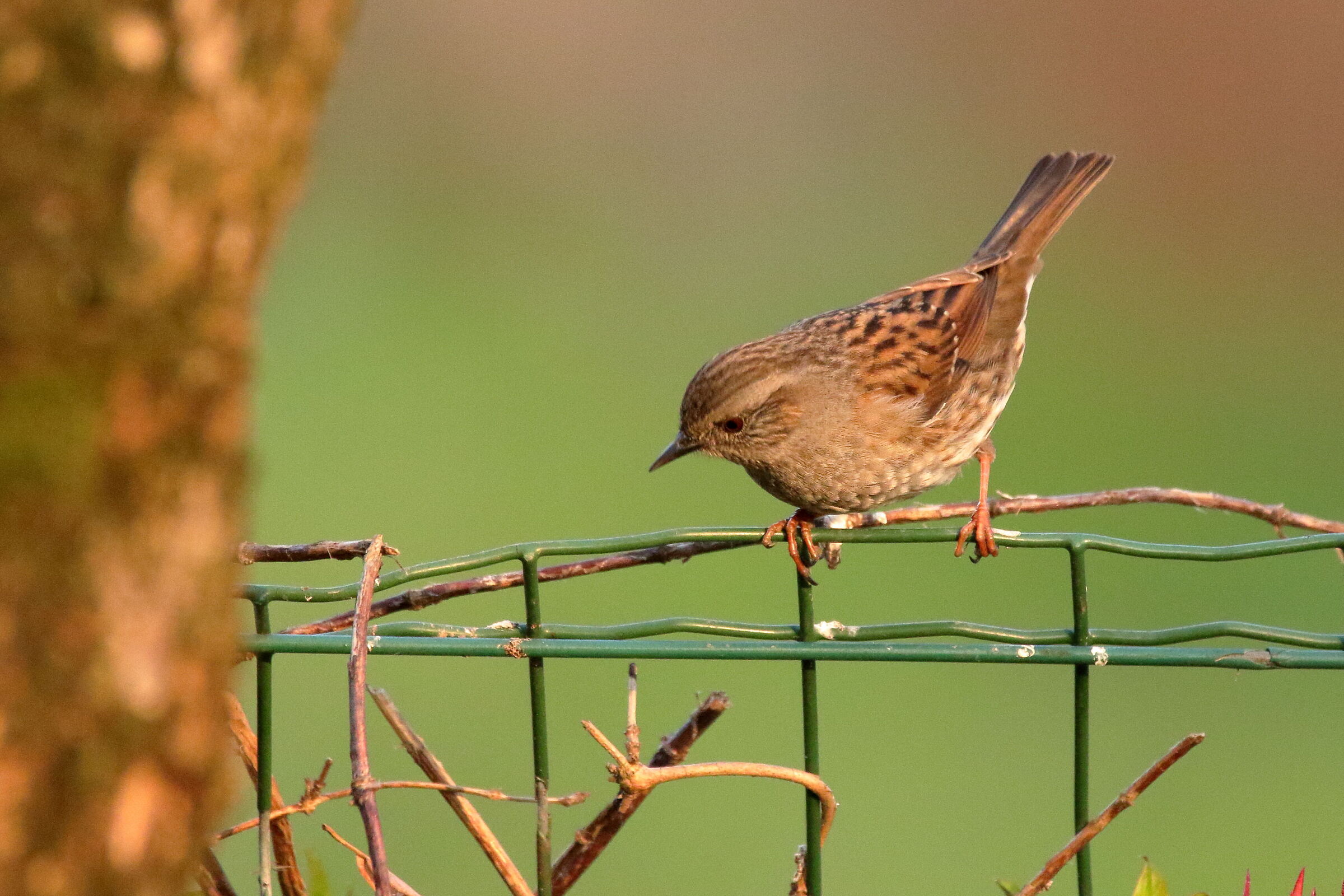 forehead-flounder scopaiola1/2