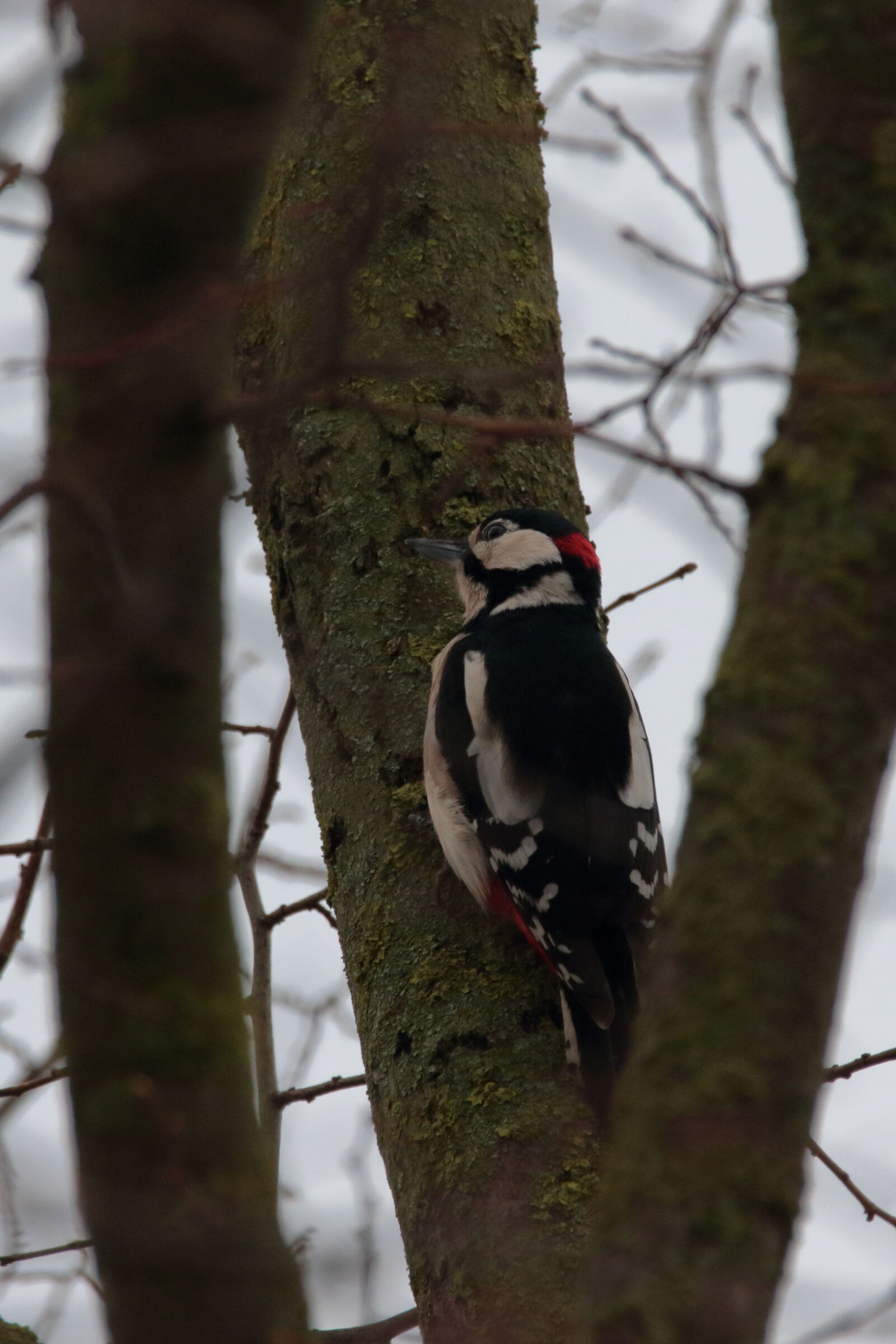 Woodpecker