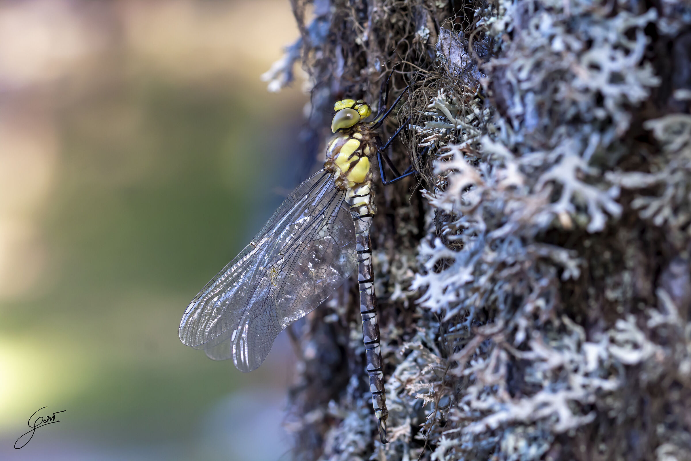 Dragonfly on the trunk