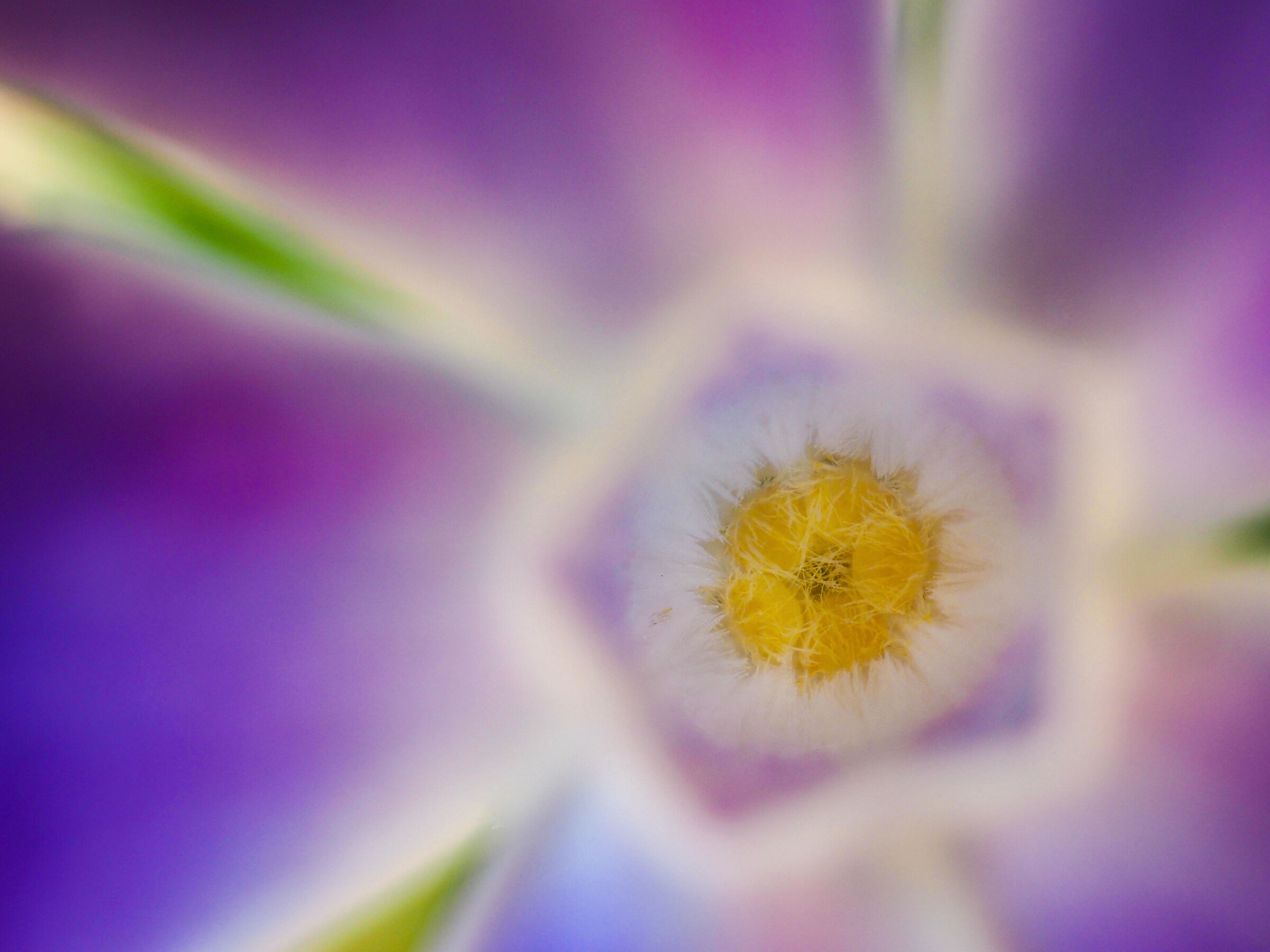 La meraviglia dei fiori.