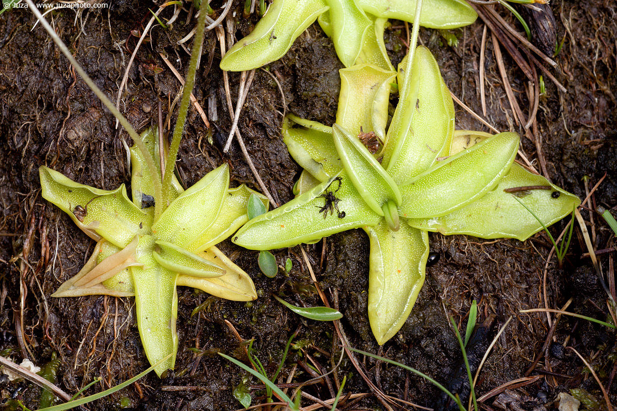 Pinguicola leptoceras, 001682