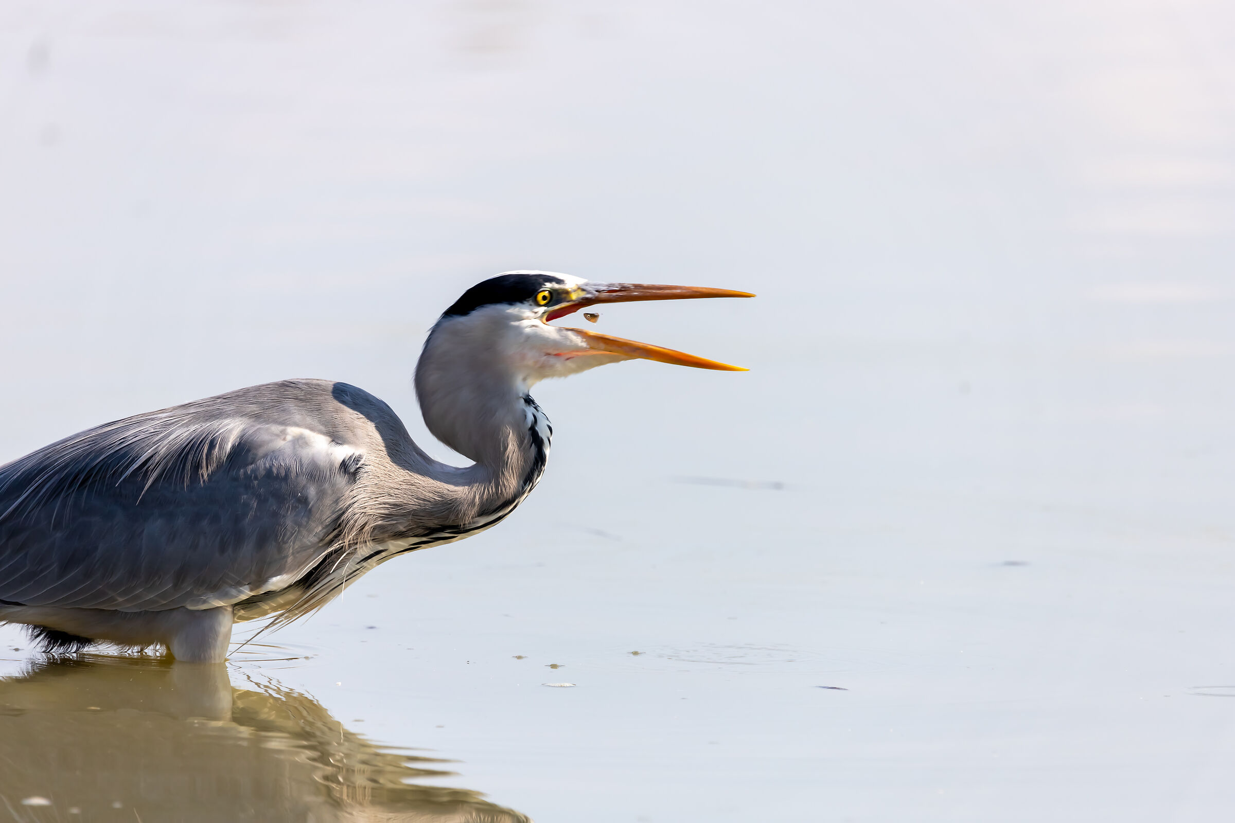 gray heron with little fish