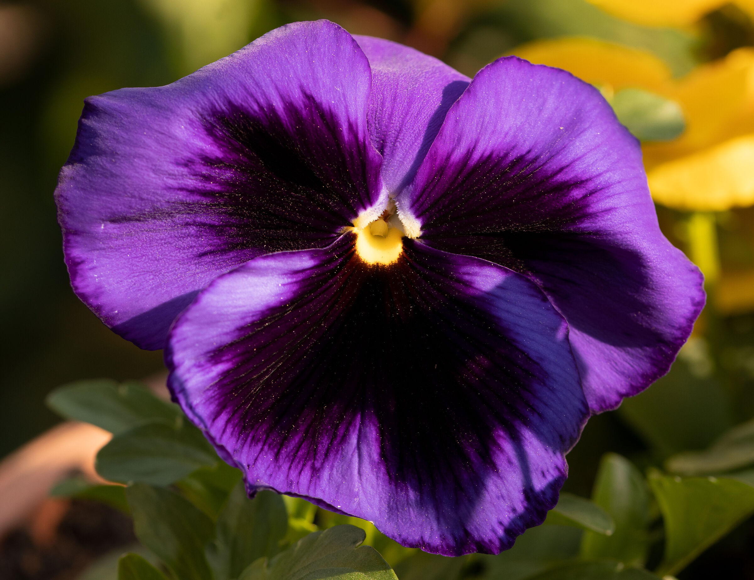 Viola del pensiero in my garden 28/03/2021