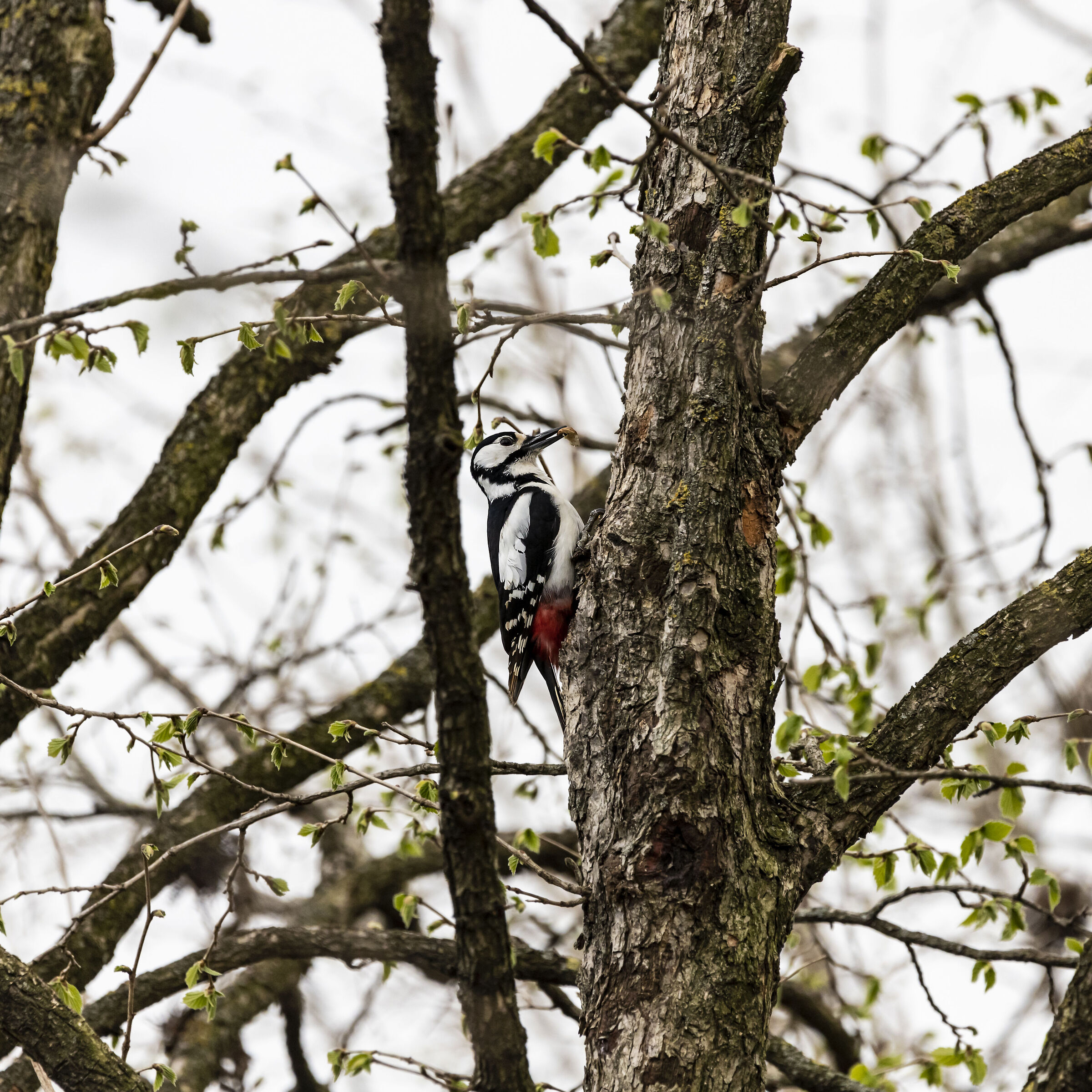 woodpecker eating