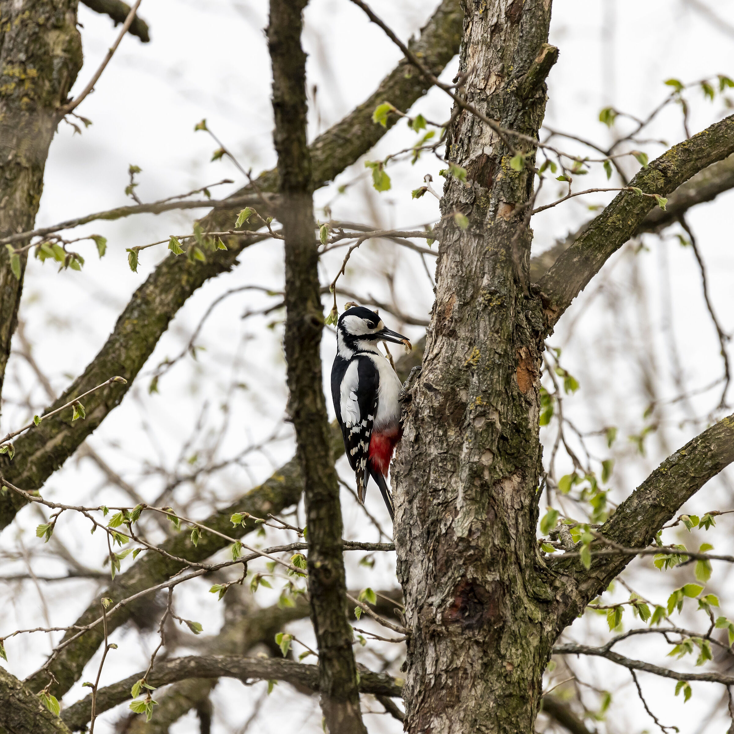 woodpecker eating