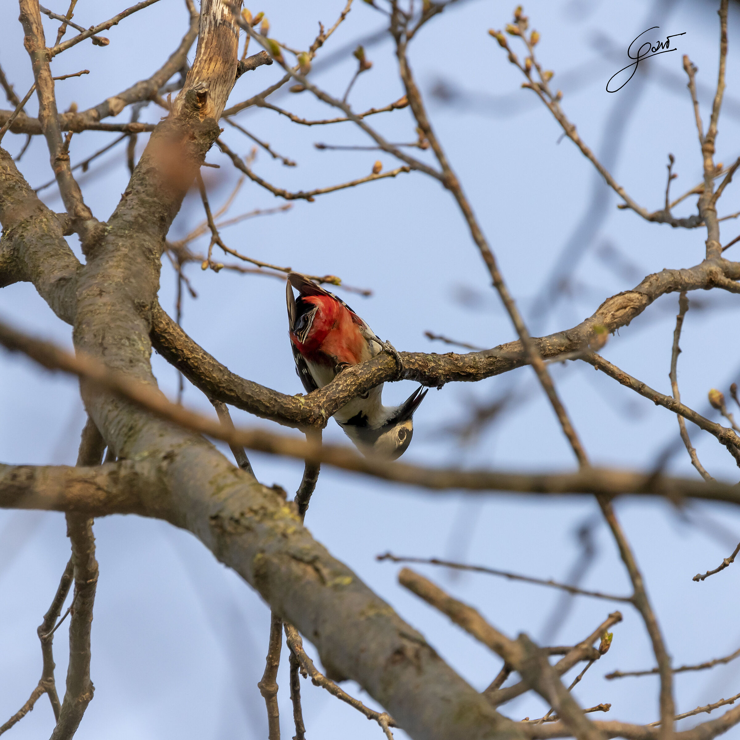 woodpecker that slinguetta