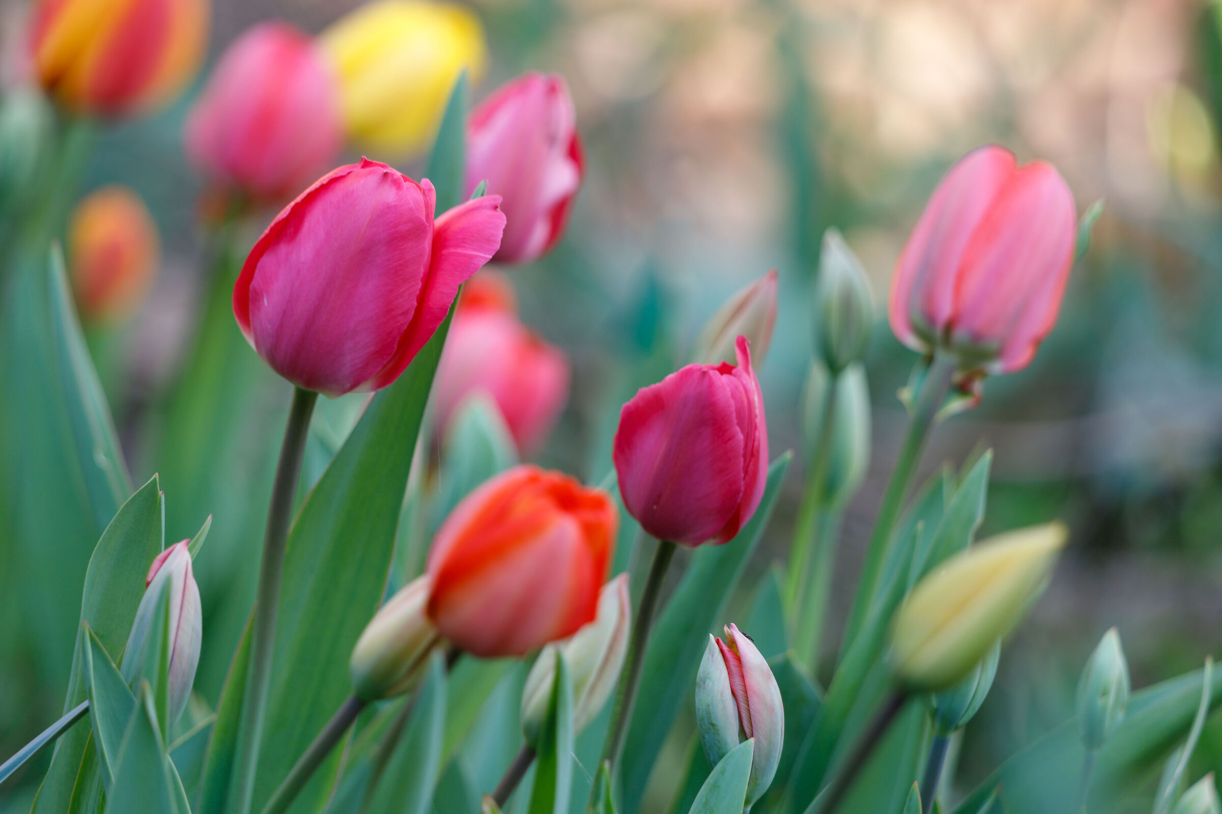 Tulips in the garden