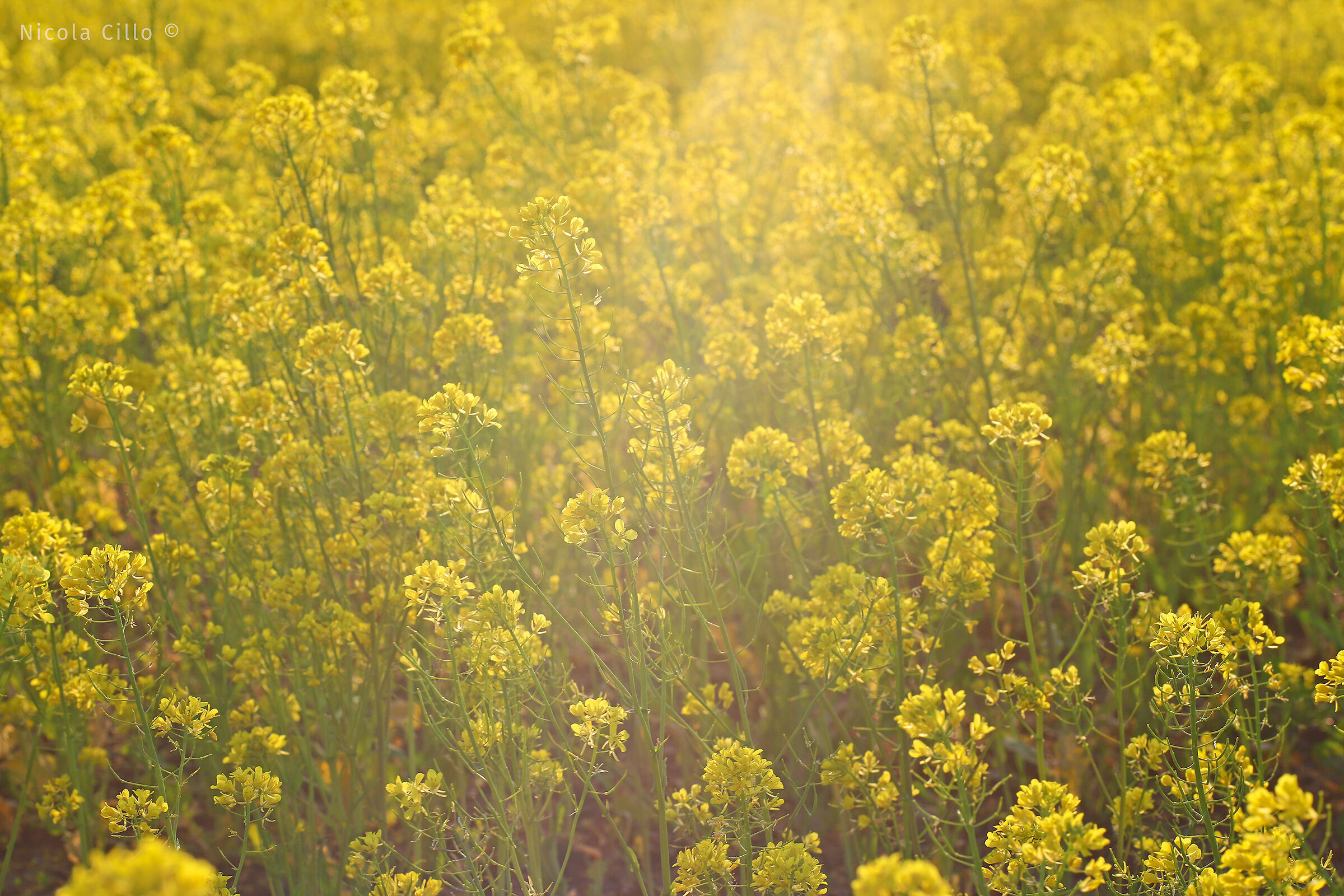 a kind of yellow