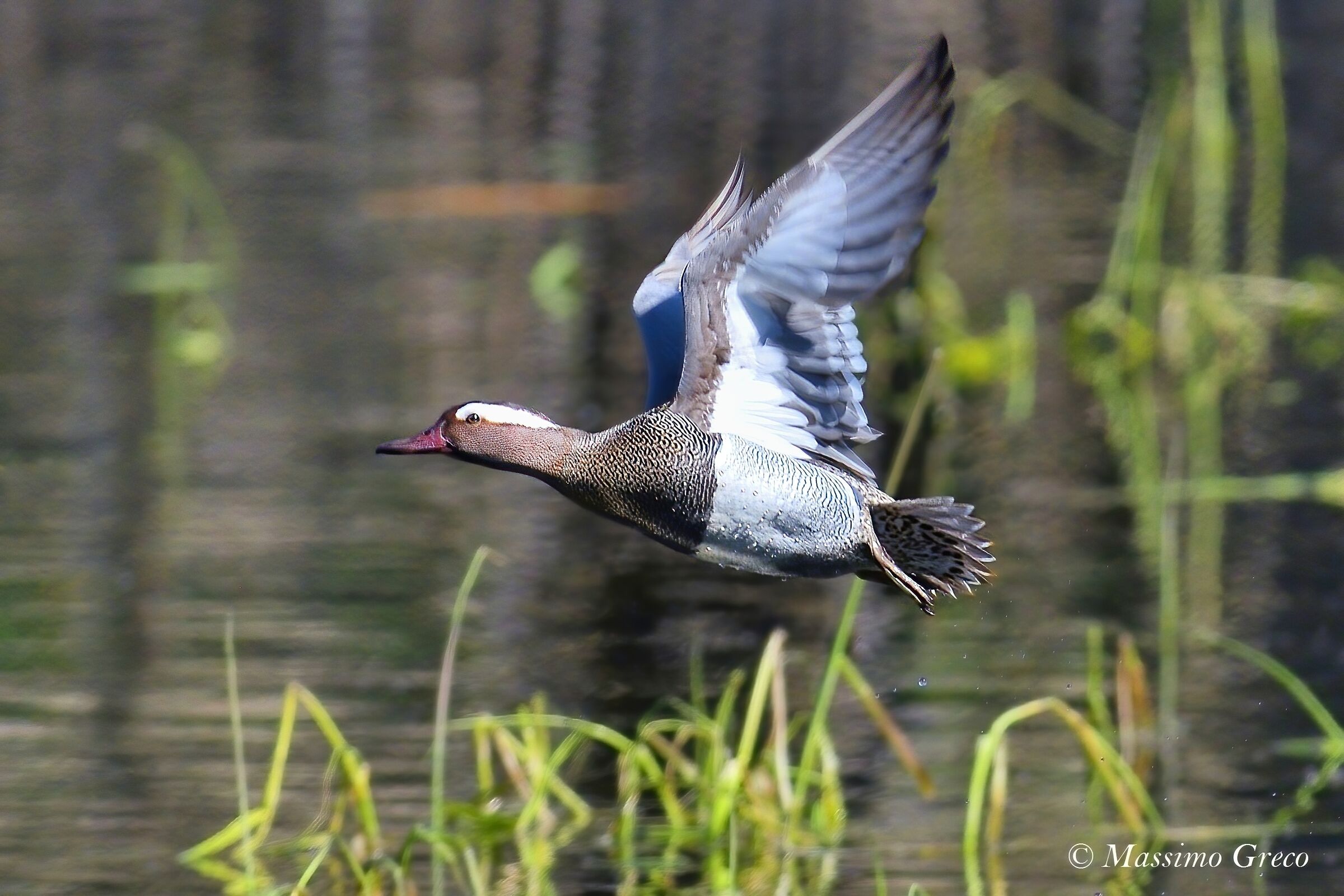 Marzaiola Department (Anas querquedula)