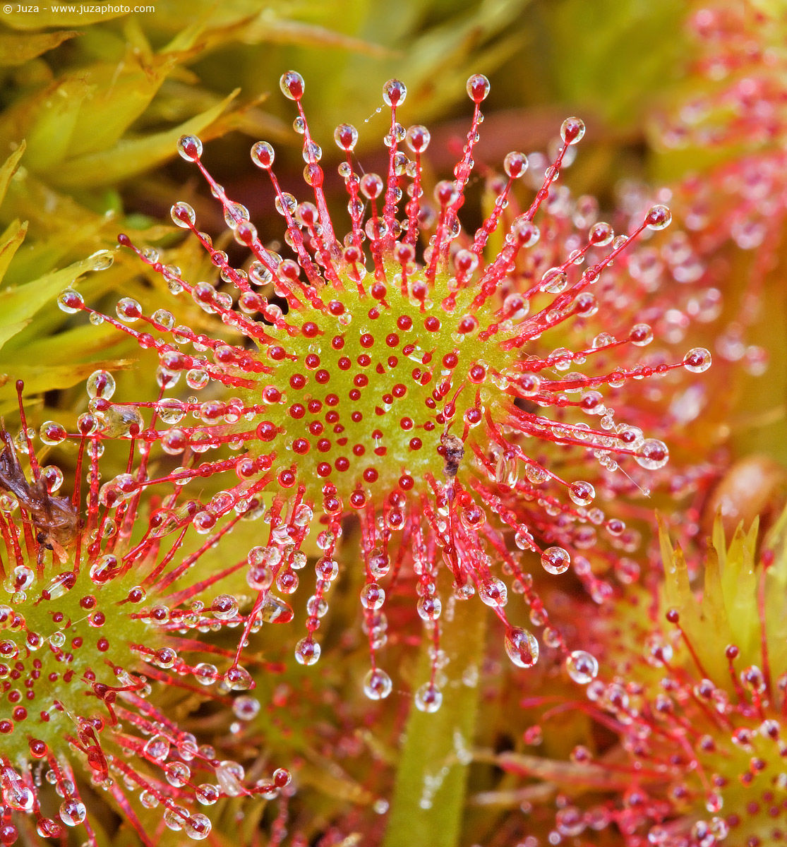 Drosera rotundifolia, 001385