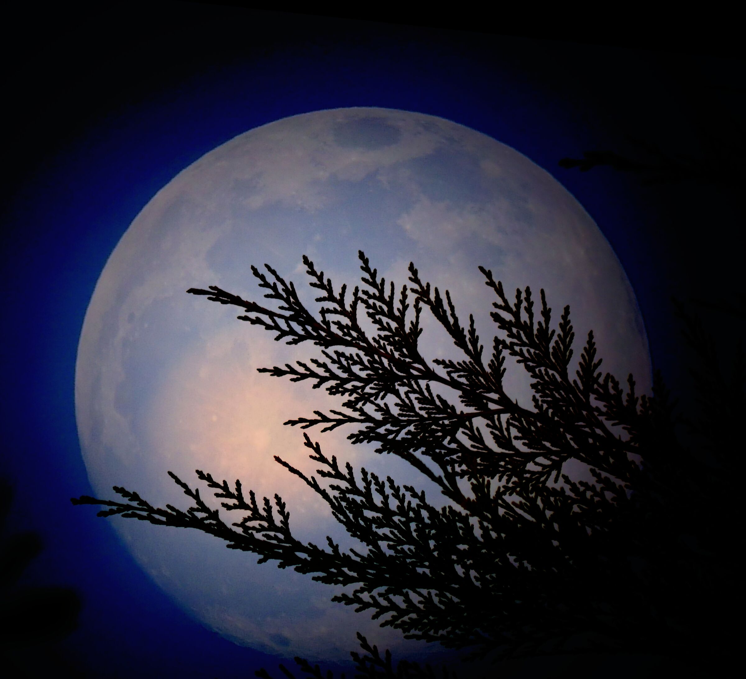 Chiaro di Luna primaverile