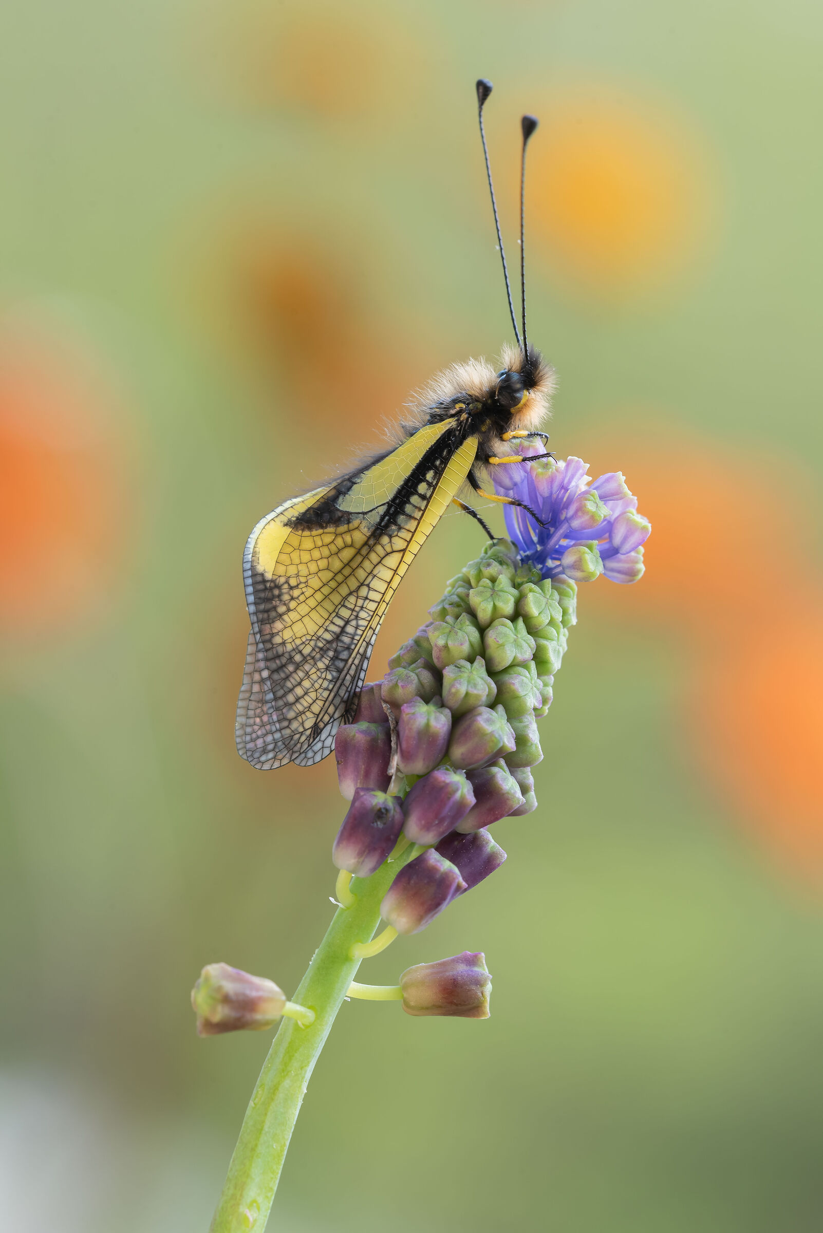 Libelloides coccaius