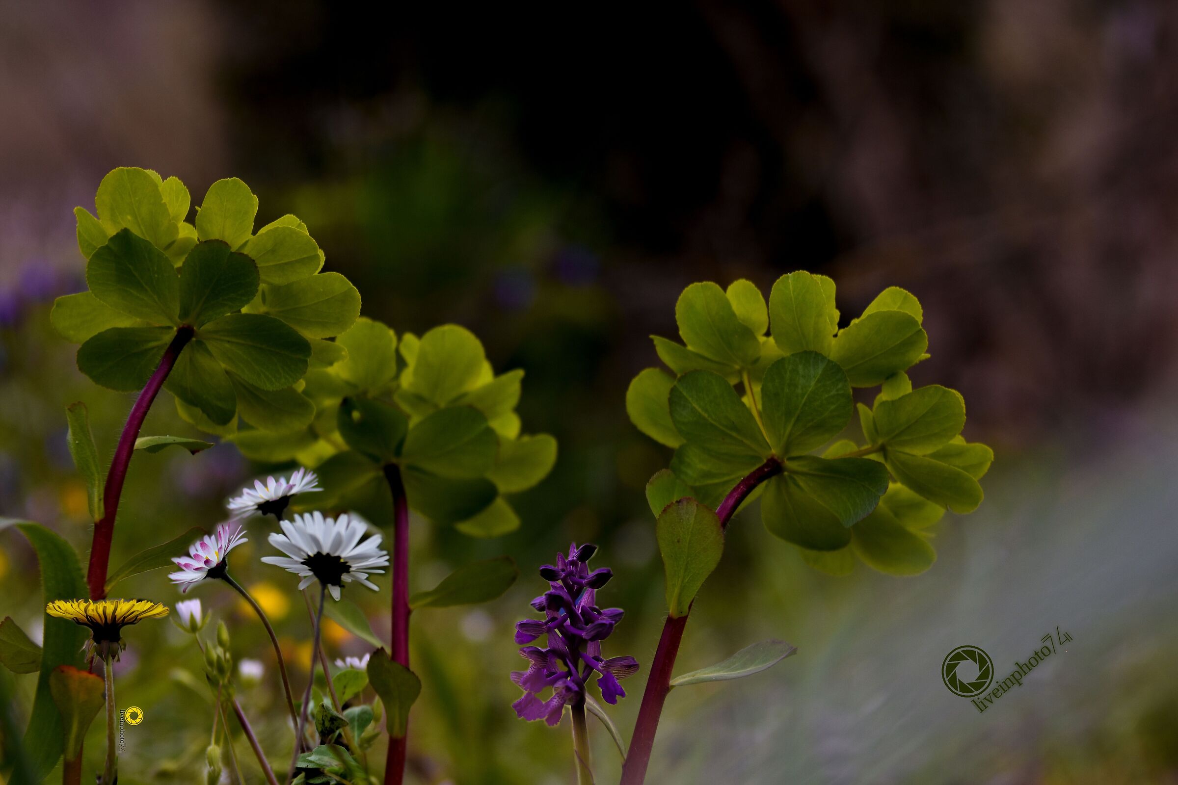 Wooded floral composition