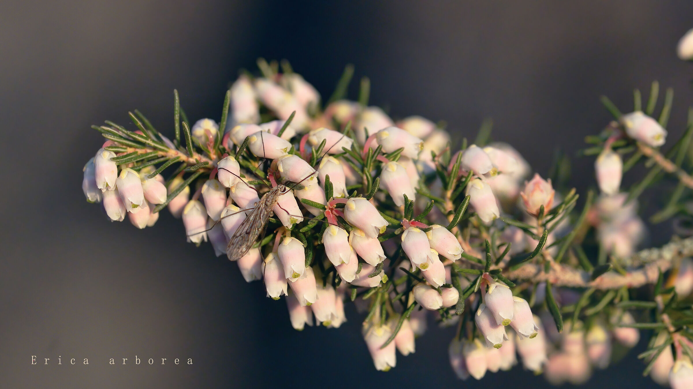 Among the arboreal eriche