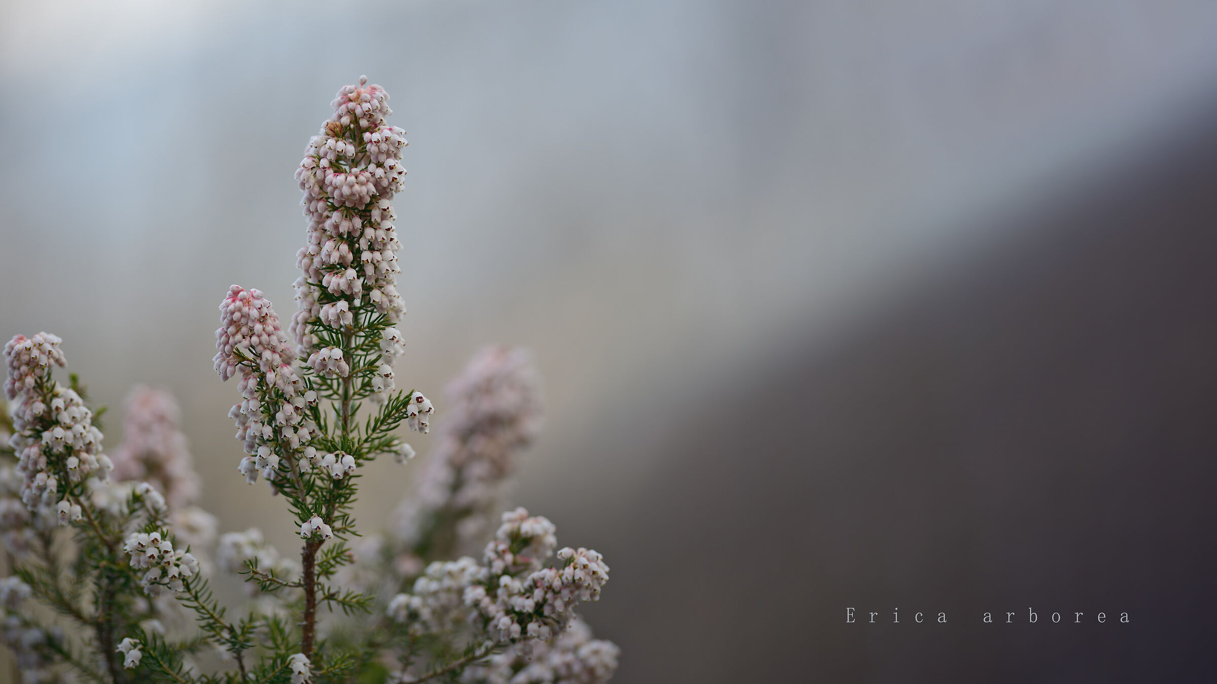 Among the arboreal eriche