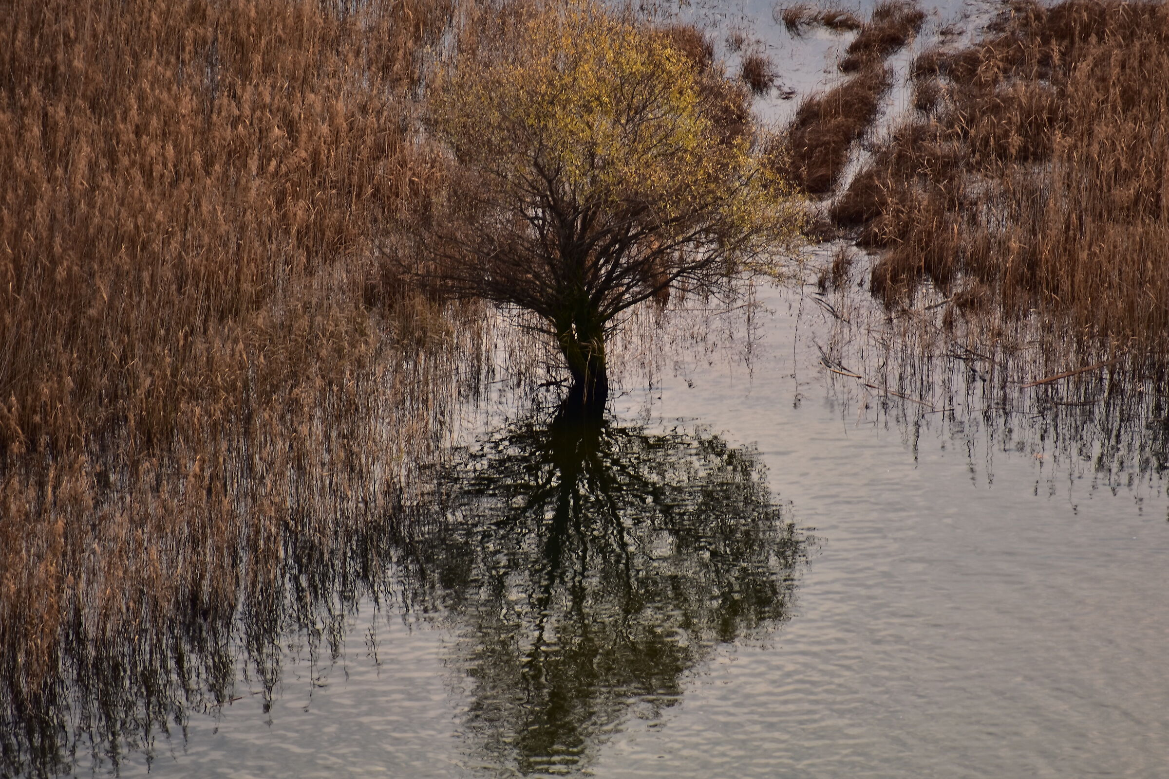 Reflections in the Spanish Plains