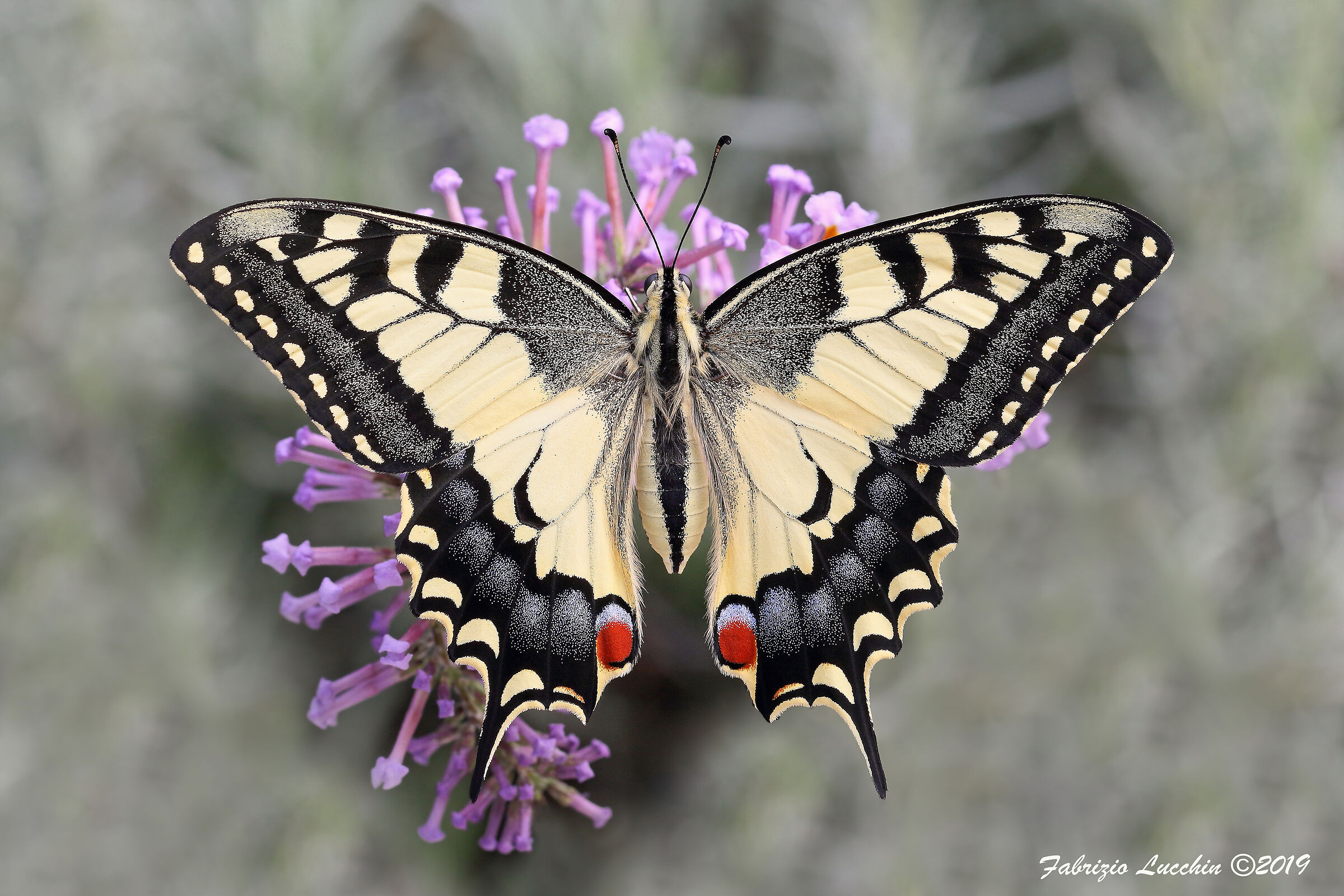 Papilio machaon