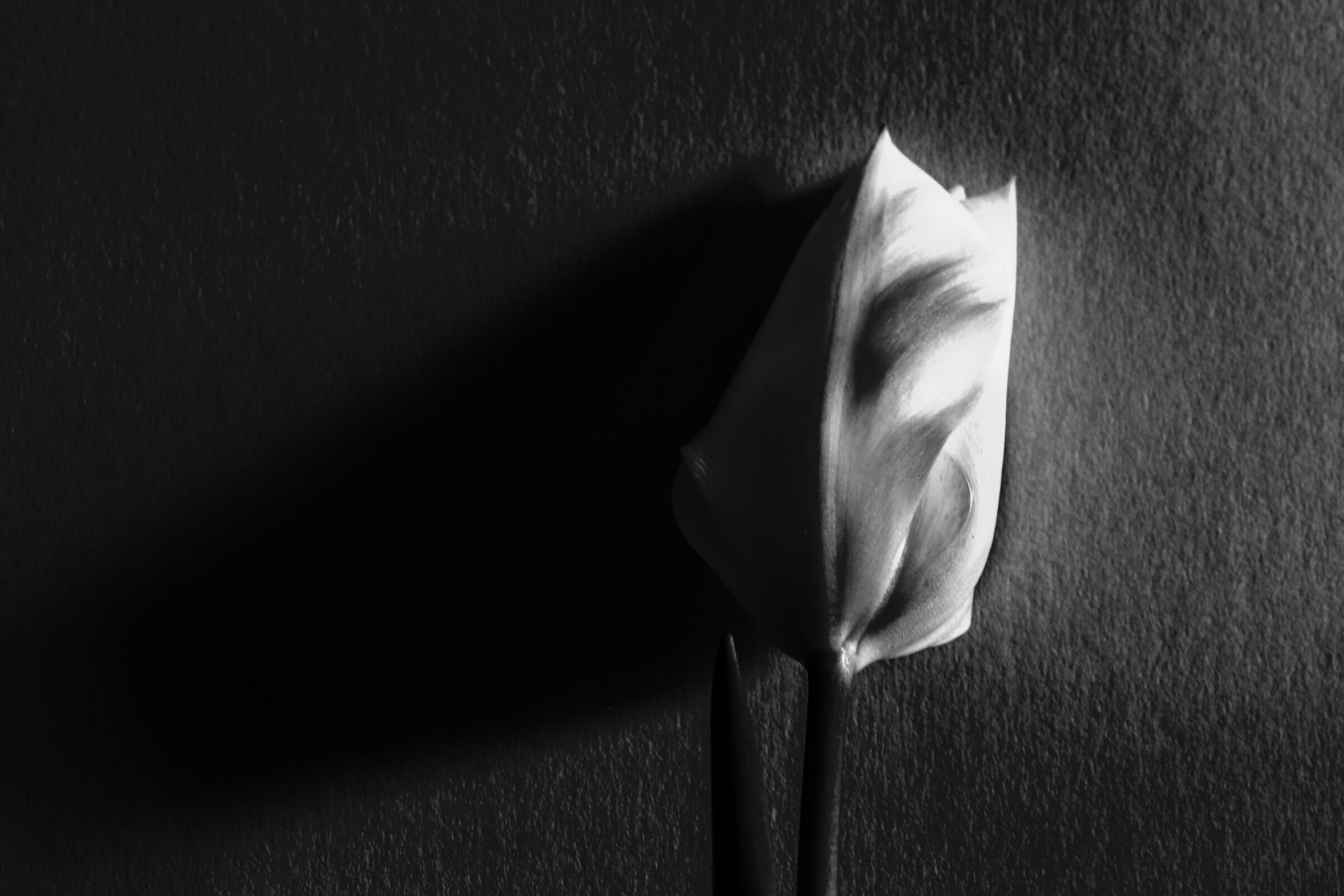 Luci ed ombre di un tulipano