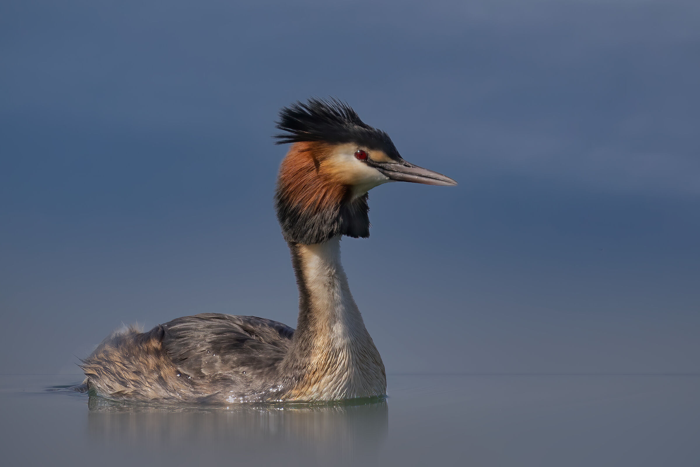 Svasso in luce polarizzata