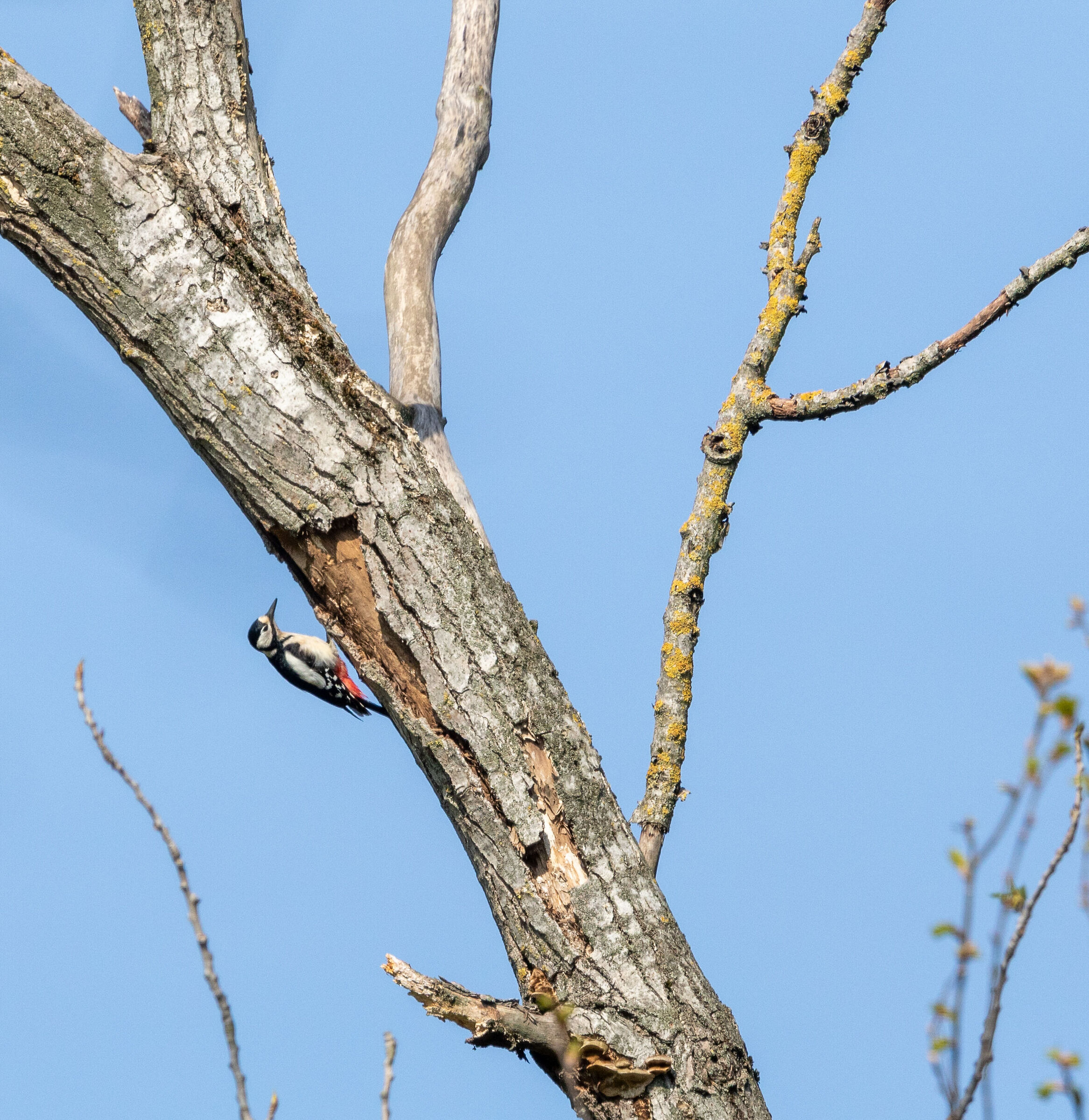 Picciho rosso maggiore