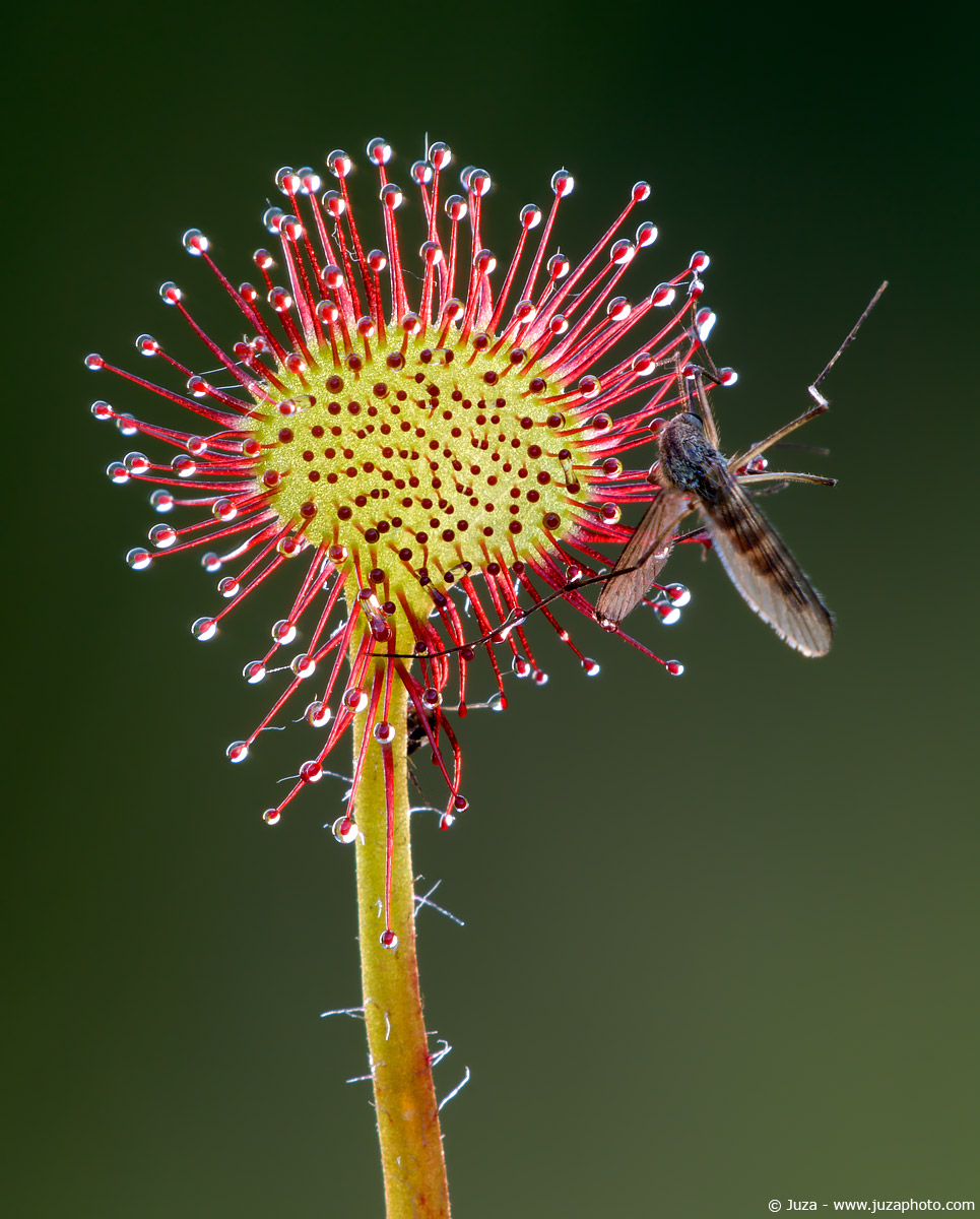 Drosera rotundifolia, 005763