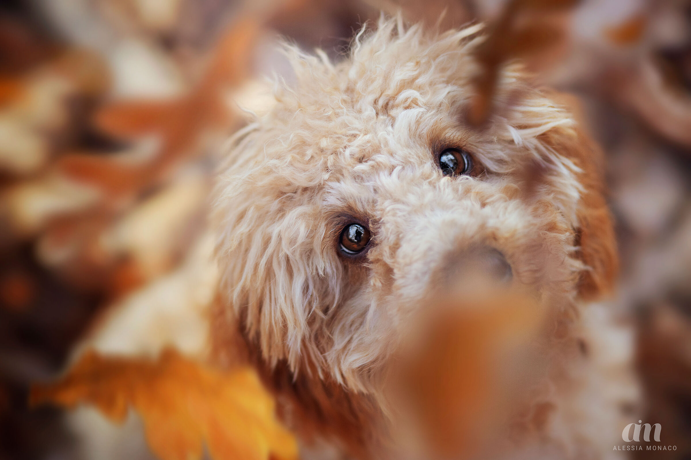 Poodle in autumn - Barboncino in autunno