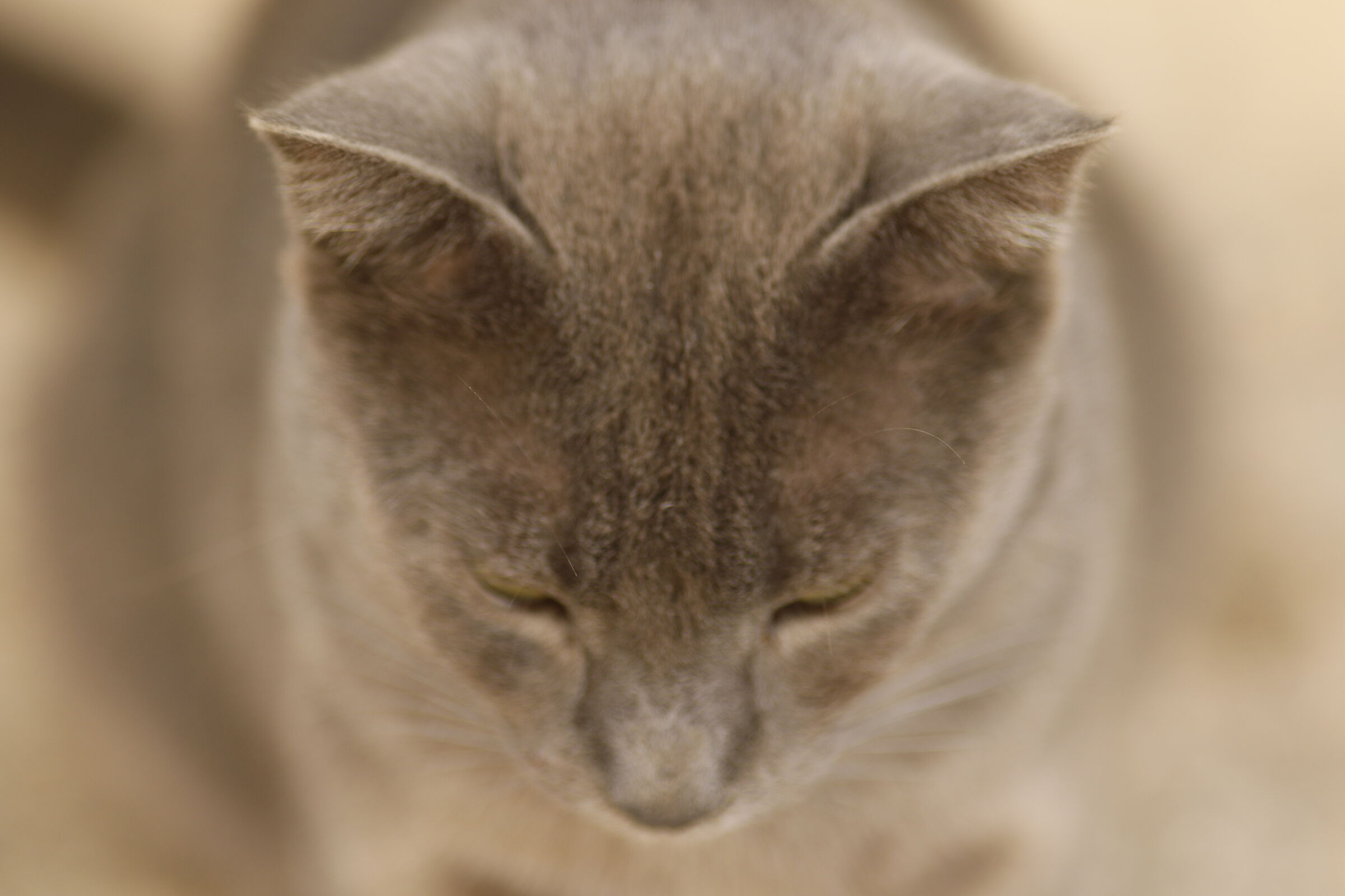 A 200= Crop 320/ Canon 7D II- 200 F. 2.8 L II USM