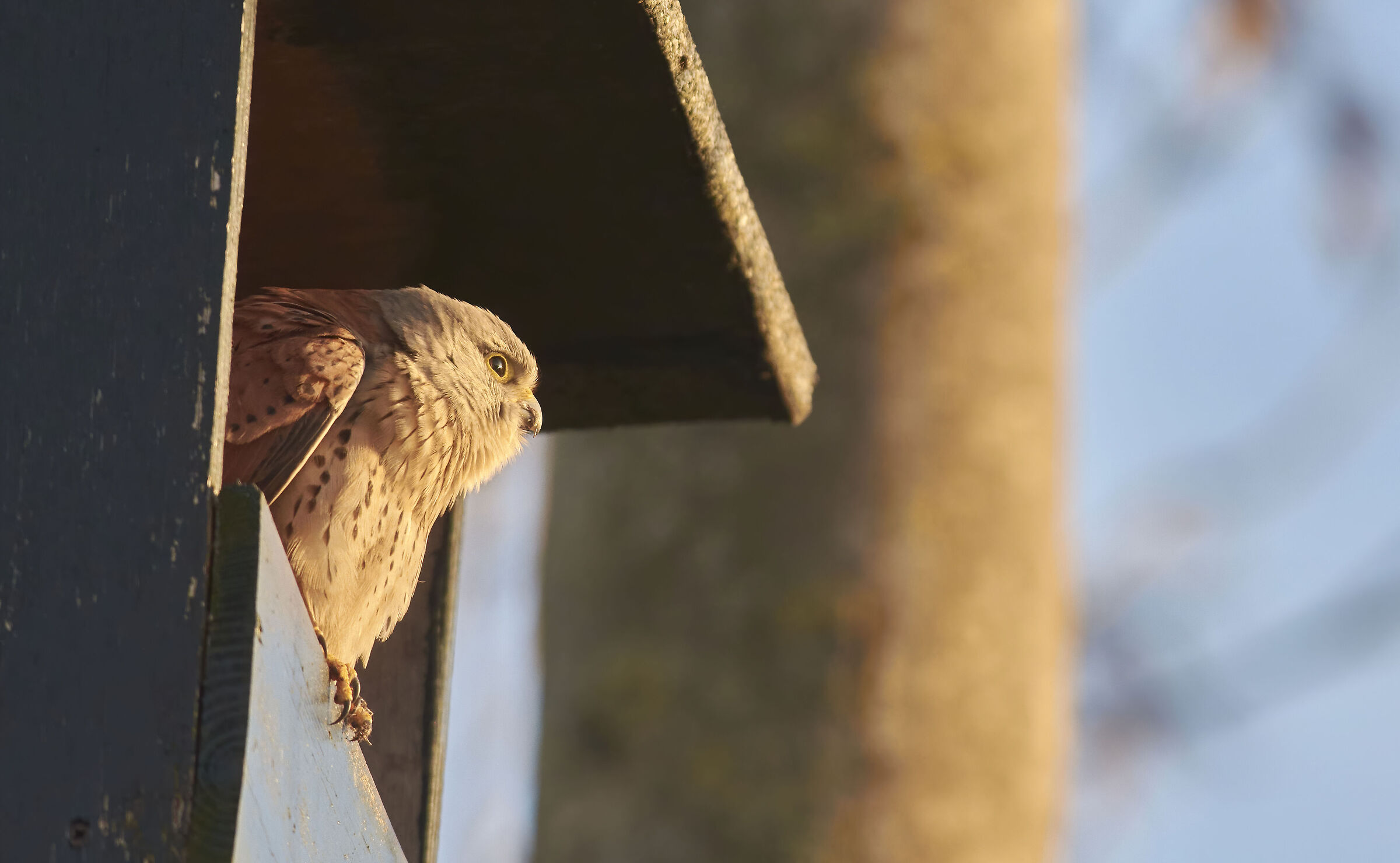 European Kestrel early morning