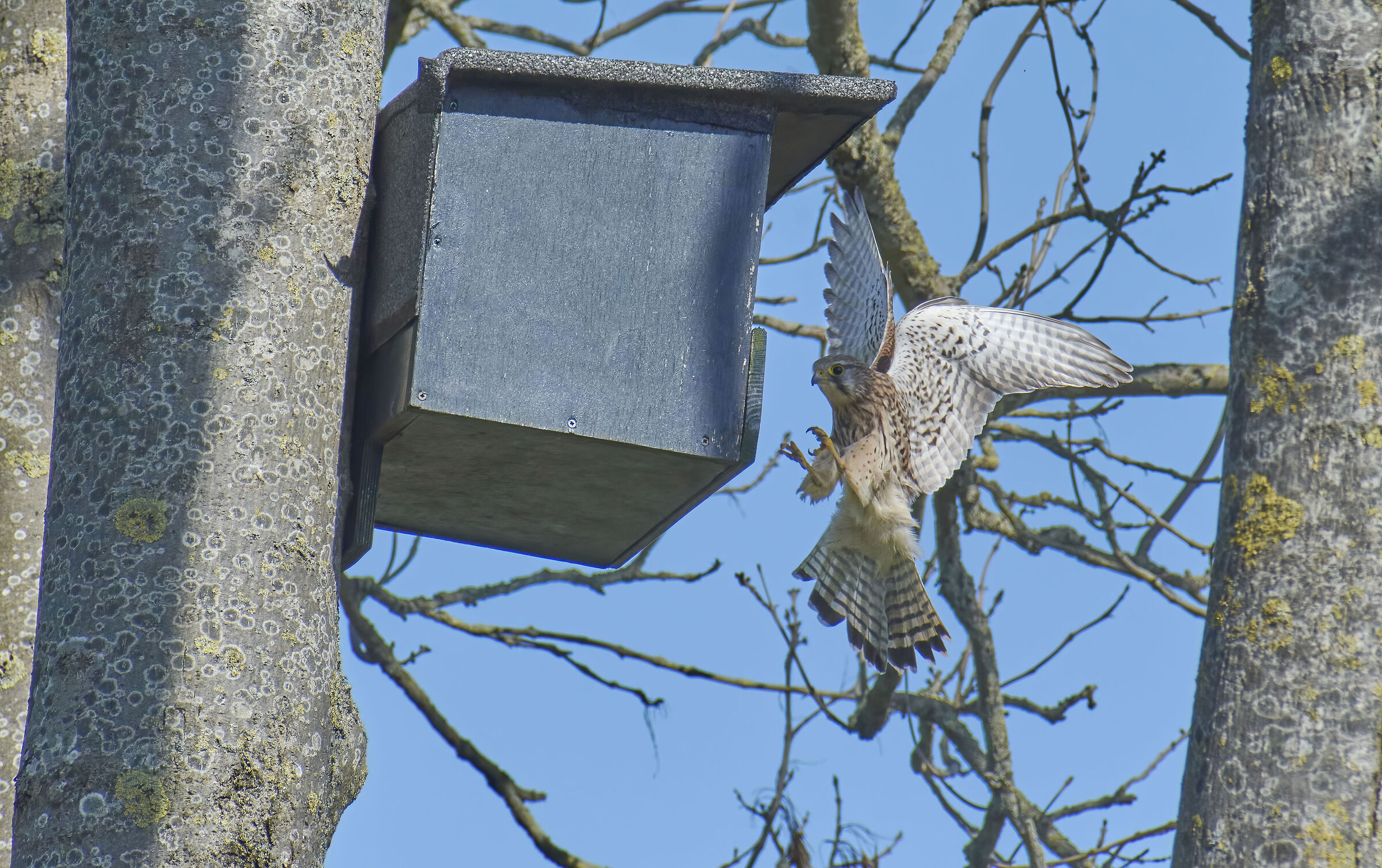 European Kestrel