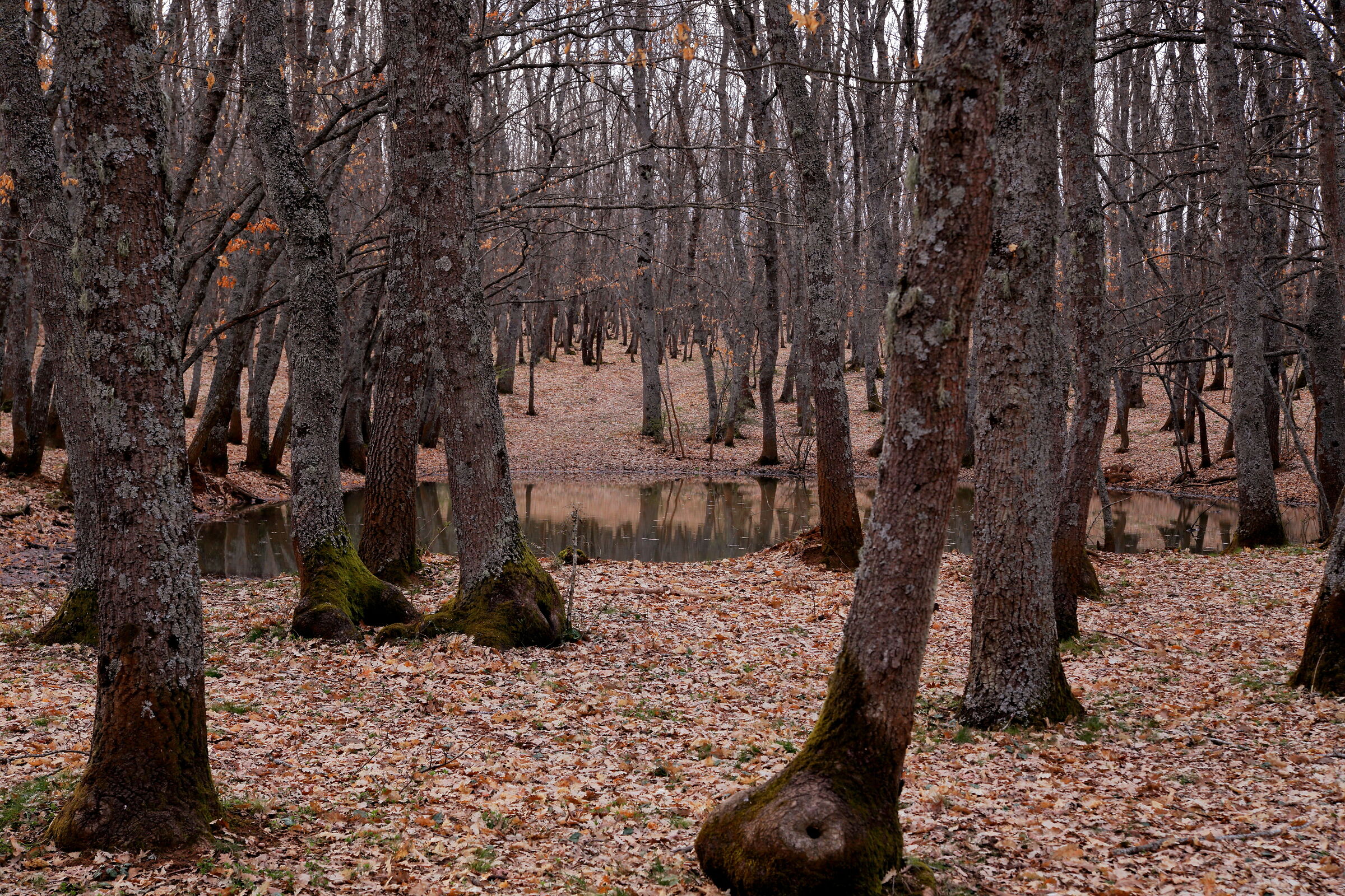 nel bosco